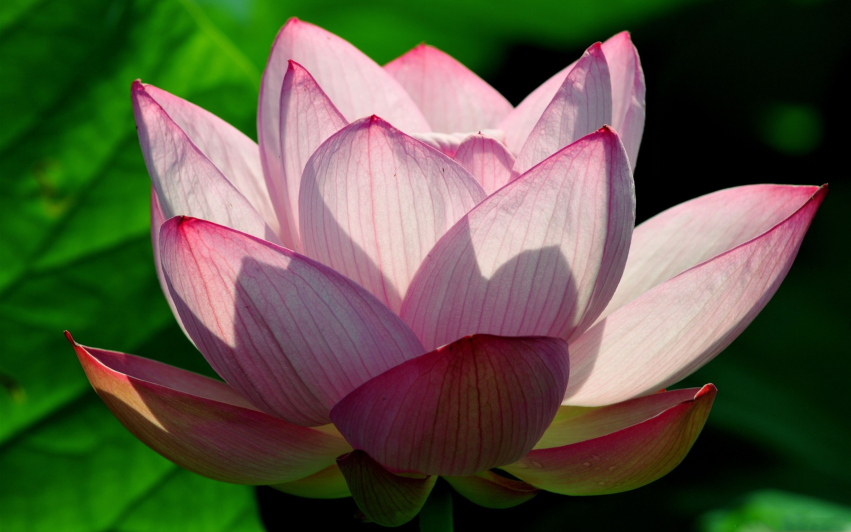 Lotus flower MacBook Air wallpaper, Stylish design, Sleek appearance, Visual elegance, 2880x1800 HD Desktop