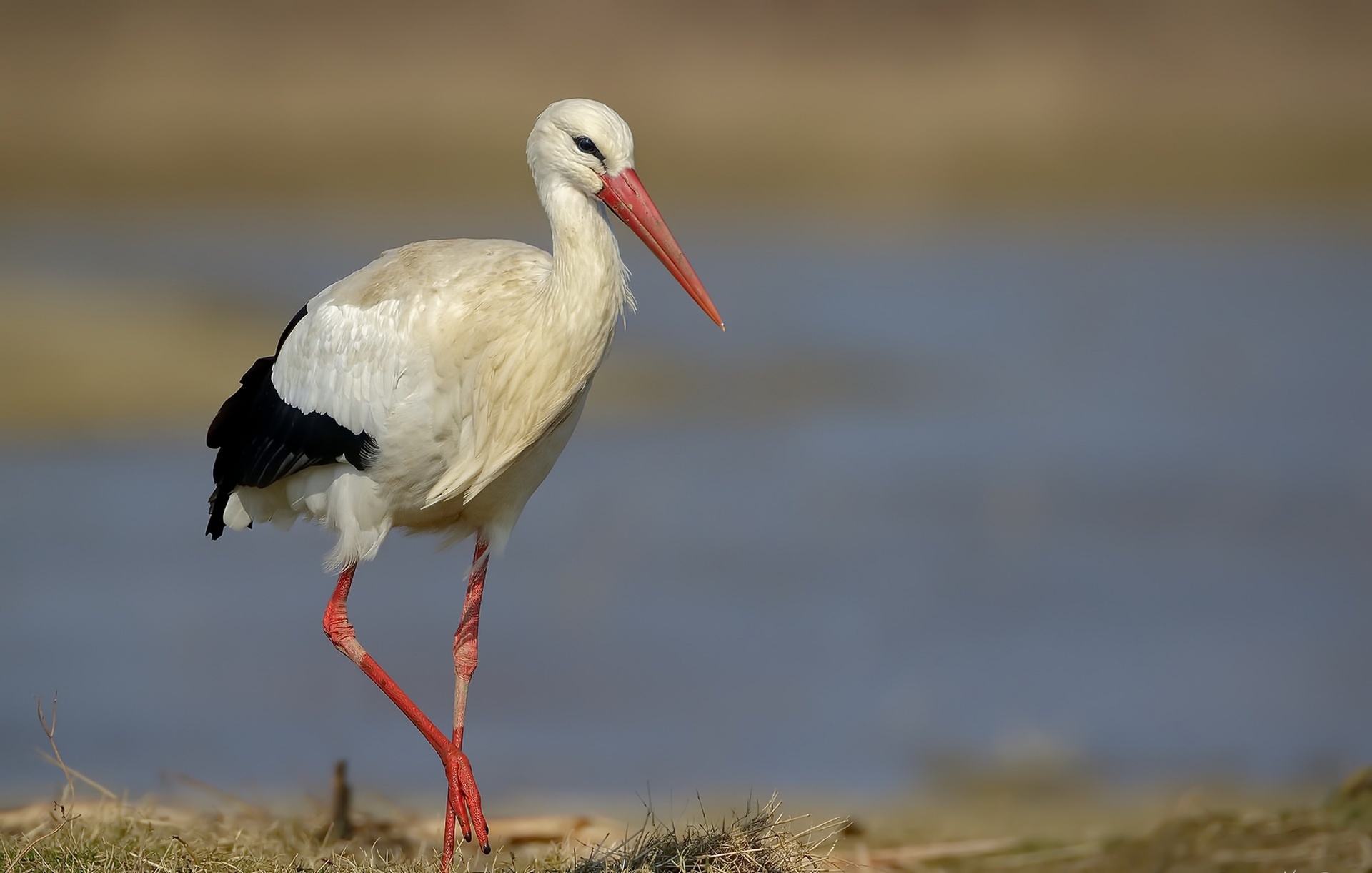 Stork, Captivating wallpapers, Exquisite beauty, Nature's marvel, 1920x1230 HD Desktop