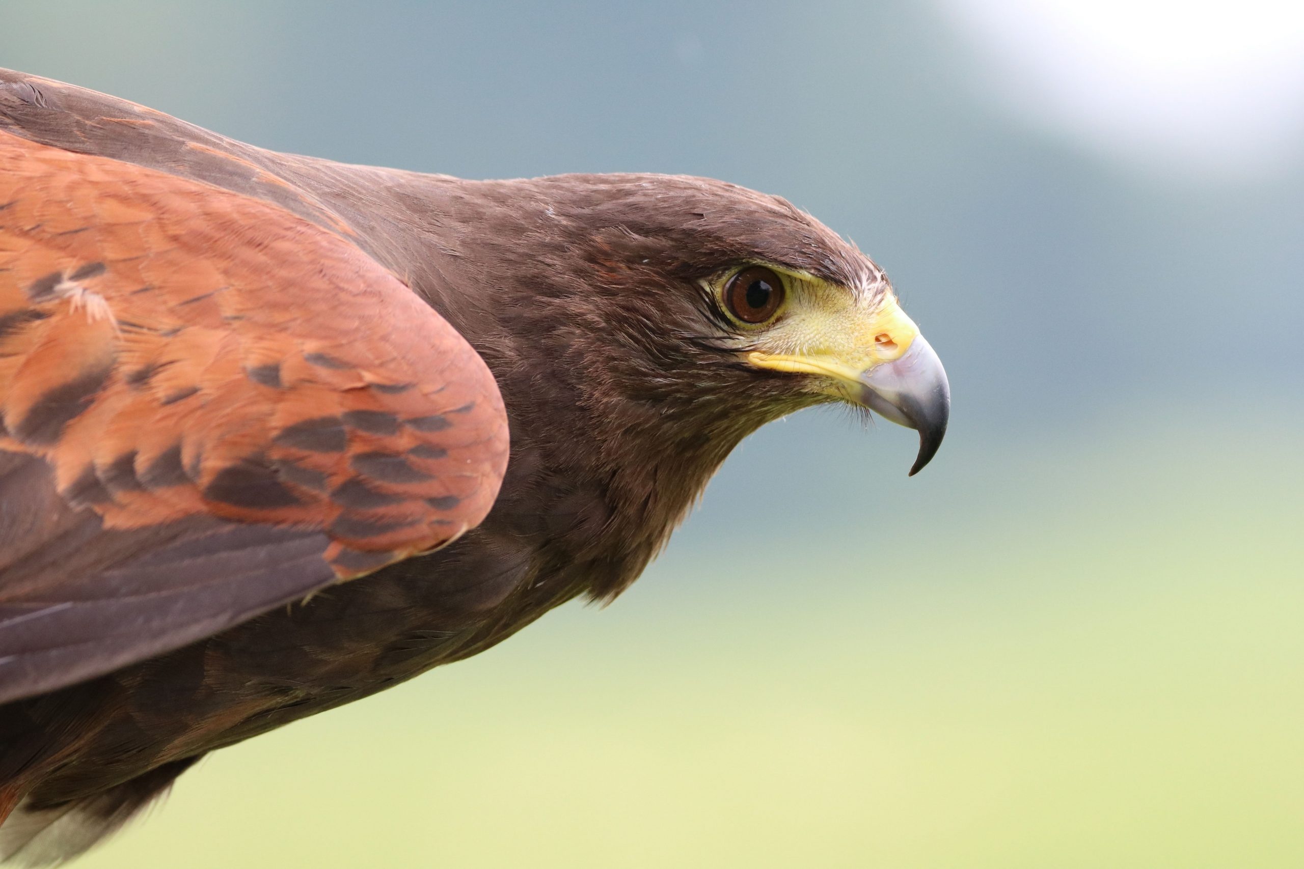 Hawk spirit, Red tailed hawk, Animal totem, Flashmart, 2560x1710 HD Desktop