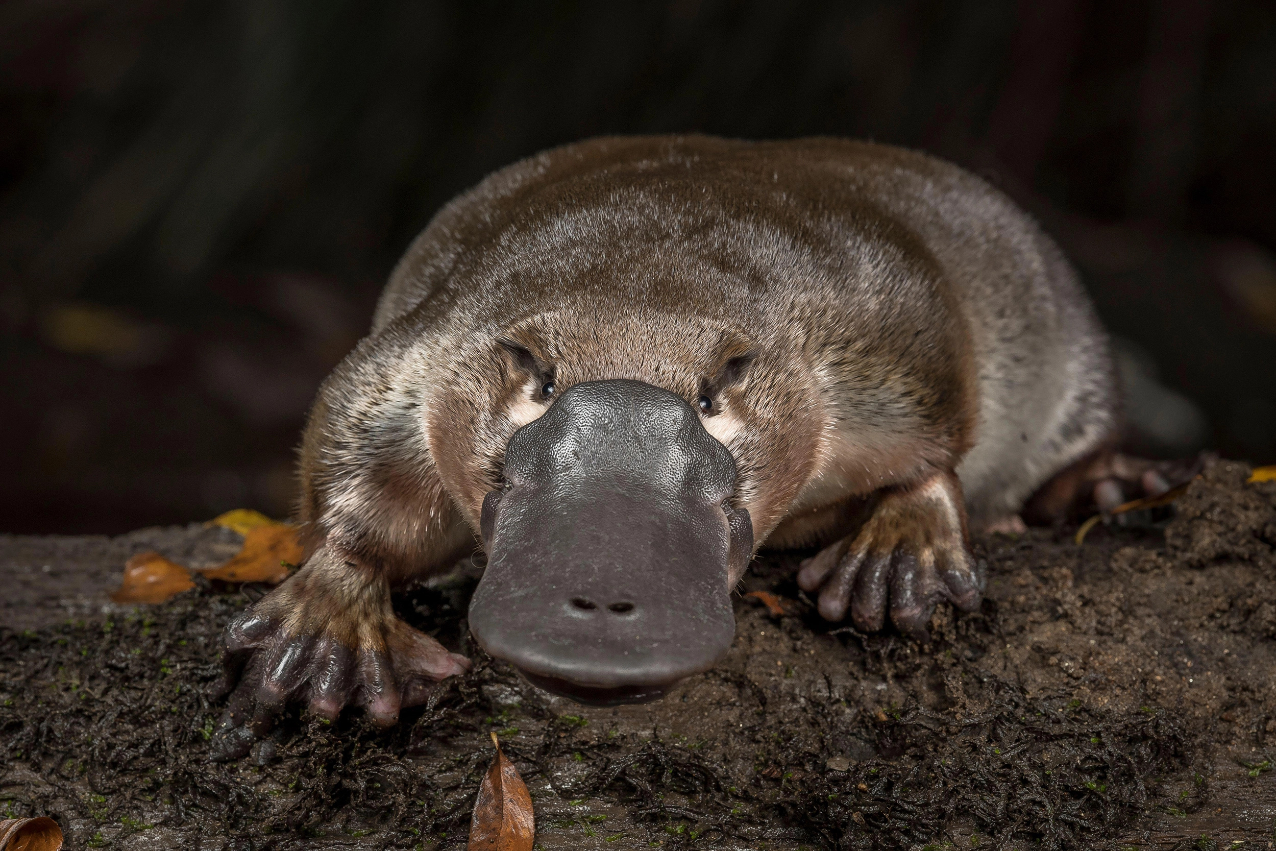 Platypus, Unique mammal, Vulnerable species, Museums Victoria, 2500x1670 HD Desktop