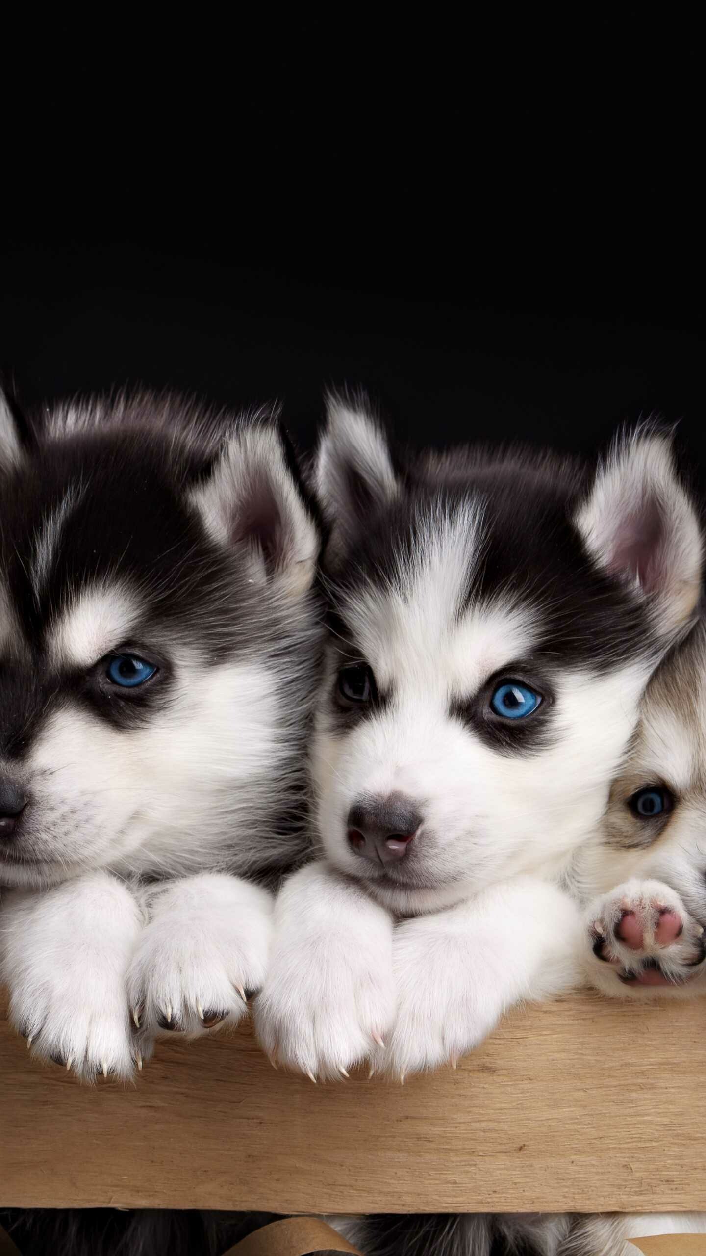 Cute husky wallpaper, Wallpaper sun, Cute puppy, Cute animal, 1440x2560 HD Phone