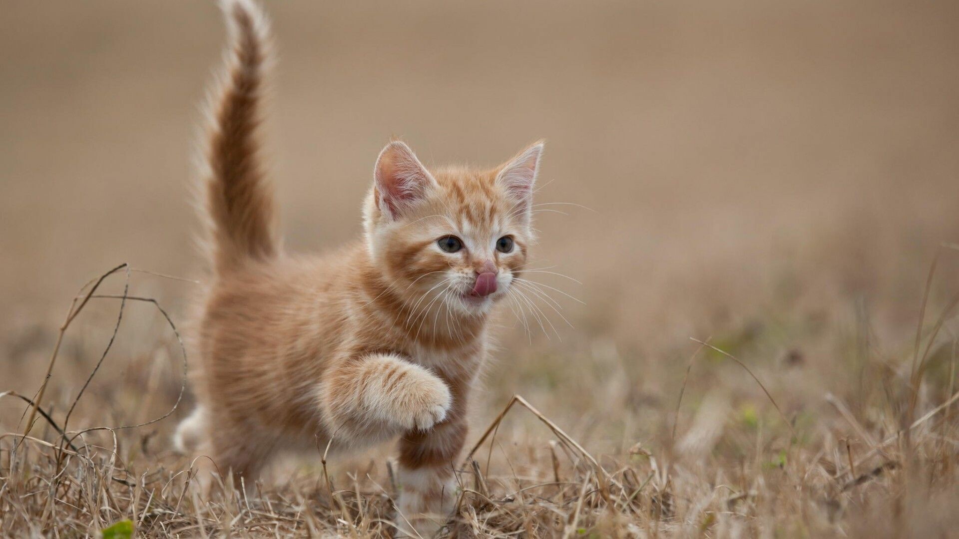 Cute kitten wallpapers, Desktop delight, Fluffy perfection, Simply irresistible, 1920x1080 Full HD Desktop