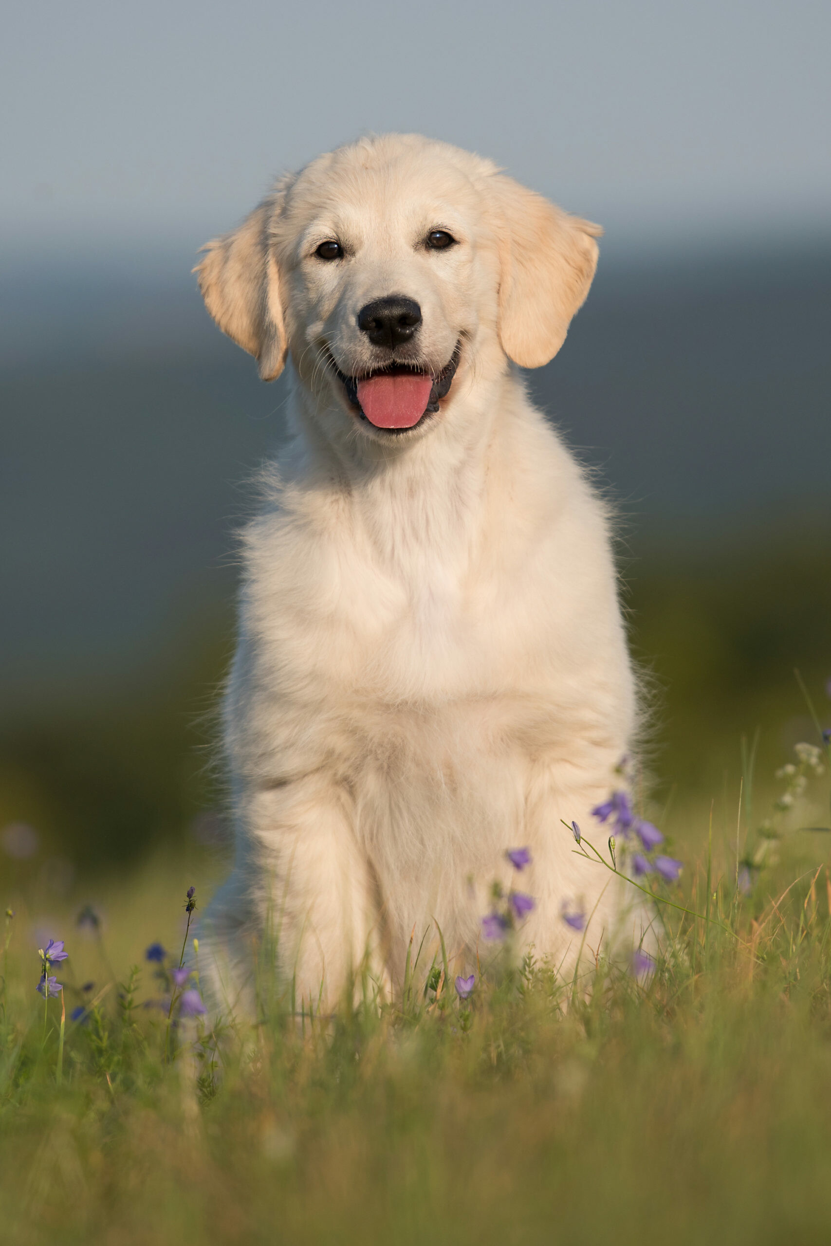 Flowering dogwoods, Golden Retriever, Nature's beauty, Perfect harmony, 1710x2560 HD Phone