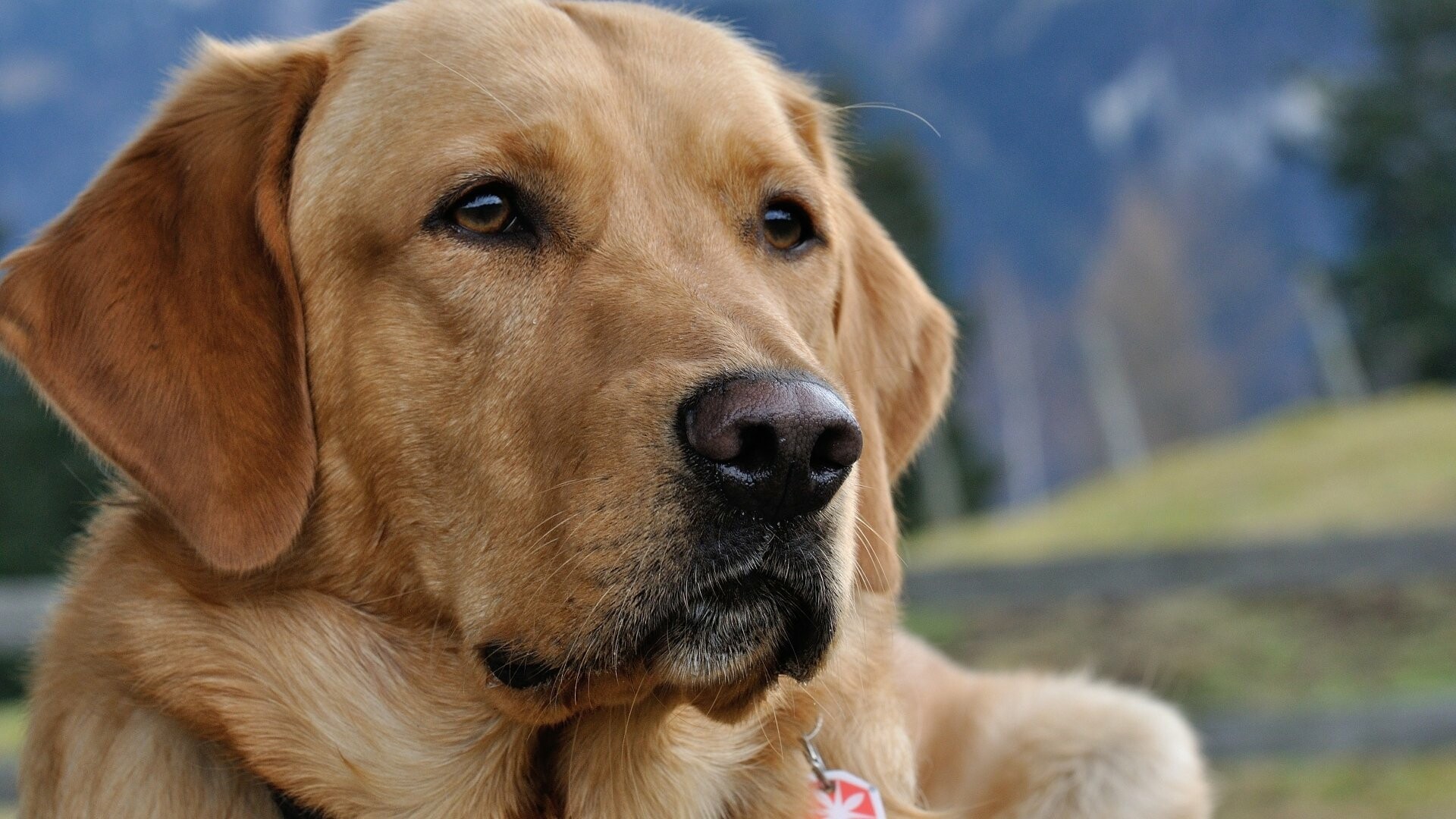 Labrador Retriever wallpaper, 4K ultra HD image, Natural landscapes, Faithful companion, 1920x1080 Full HD Desktop