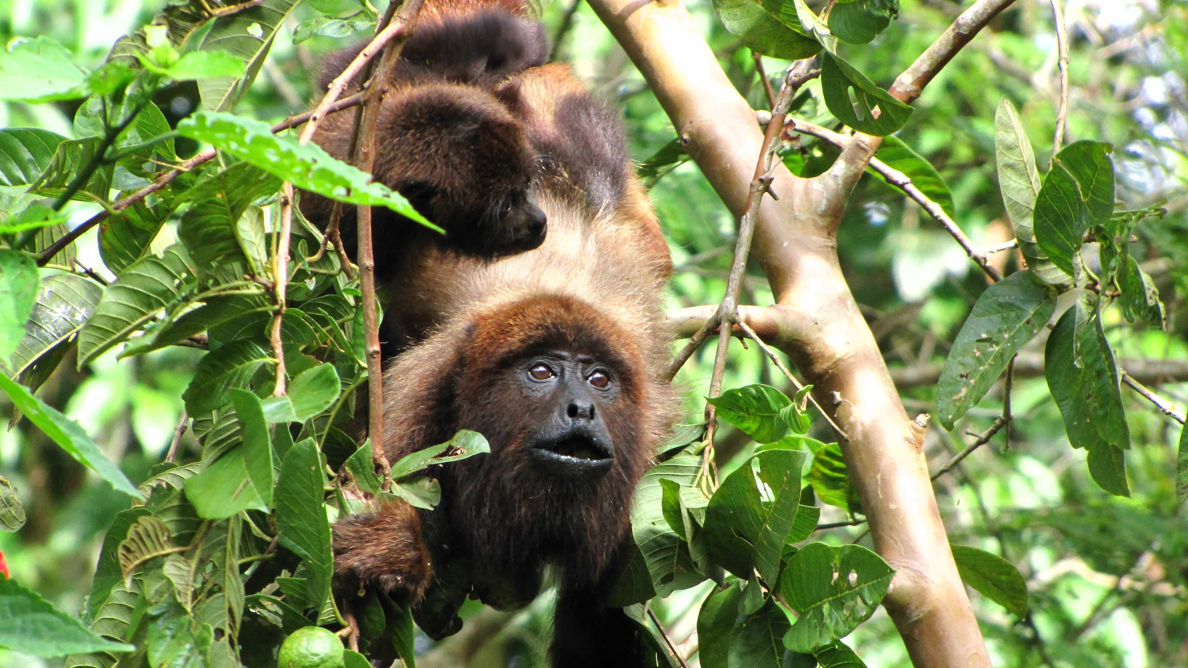 Yellow Fever, Howler Monkeys, Brazil, Conservation, 3840x2160 4K Desktop