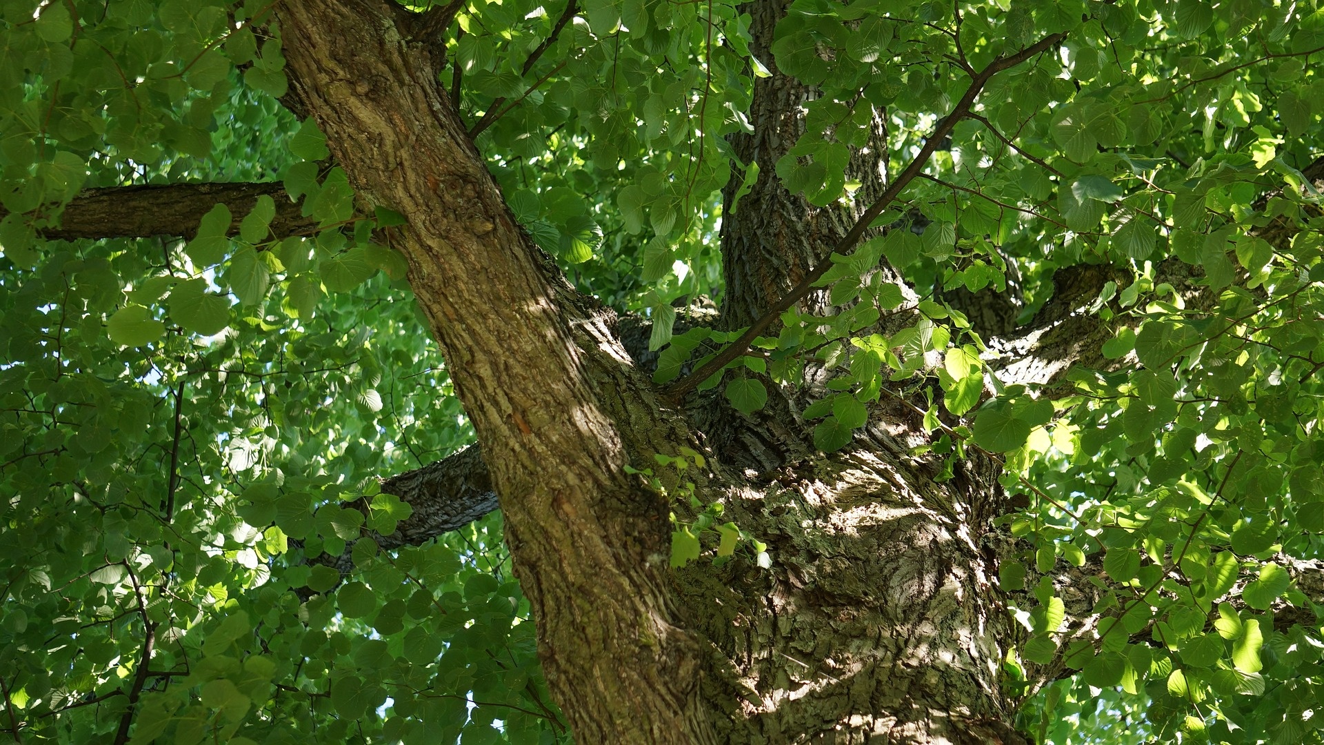 Linden Tree, bark, Nature, 1920x1080 Full HD Desktop