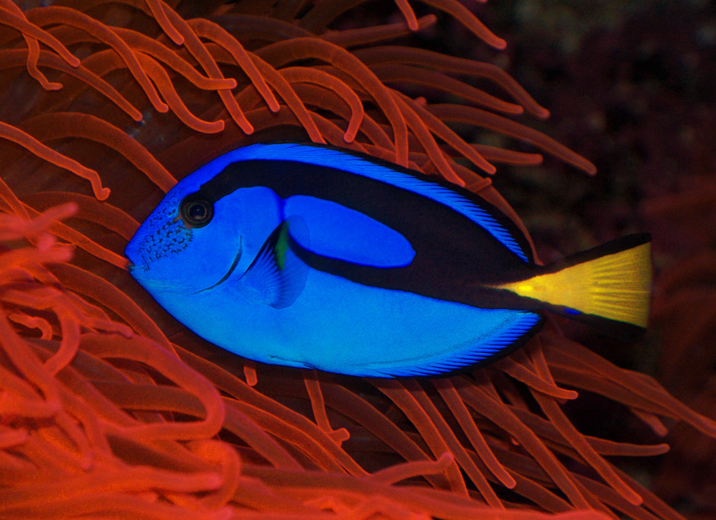 Regal blue tang, Red anemone tentacles, Yellow crescent tail, HD Desktop wallpaper