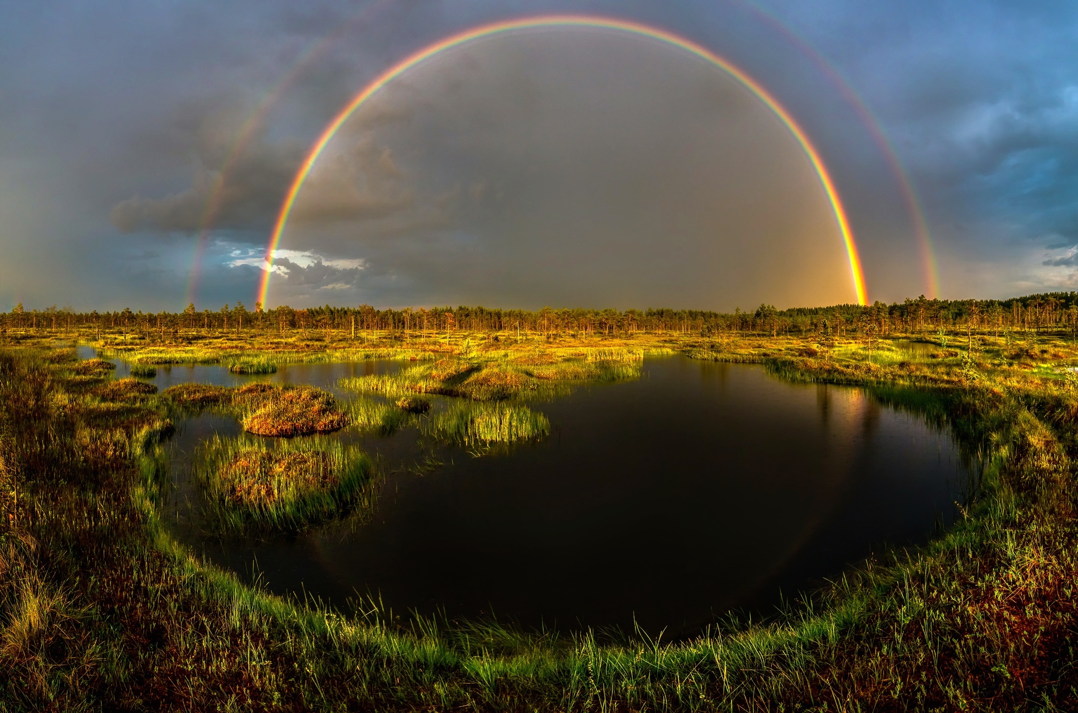 Full double rainbow, Peat bog pool, Pine forest wetland, HD Desktop wallpaper