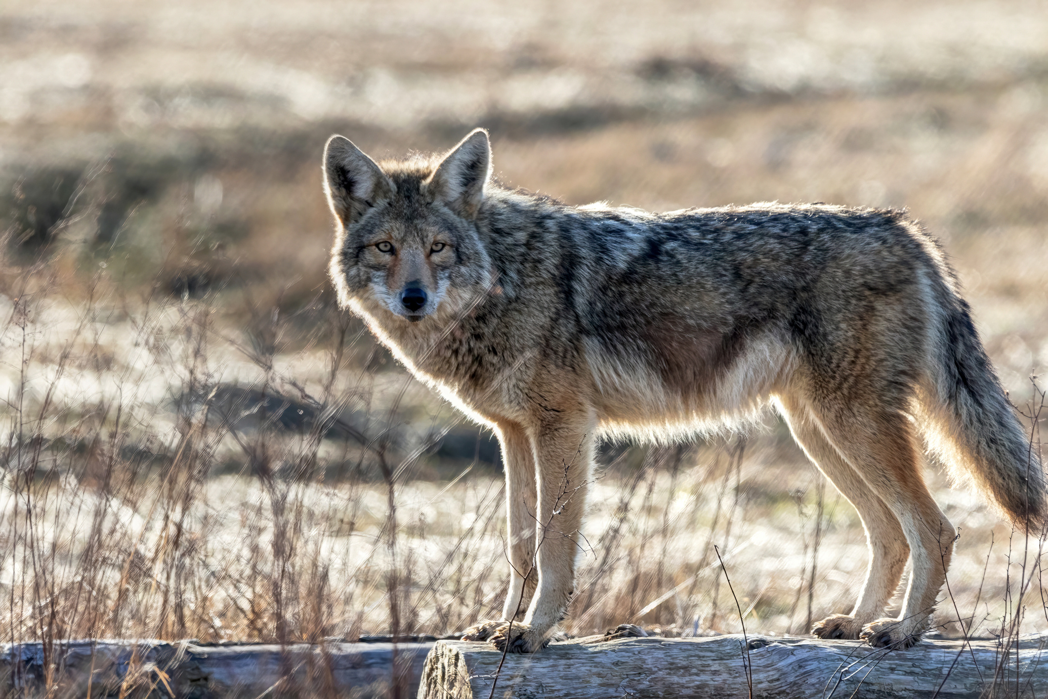 Coyote, Bold attacks, Texas encounter, Household threat, 2130x1420 HD Desktop