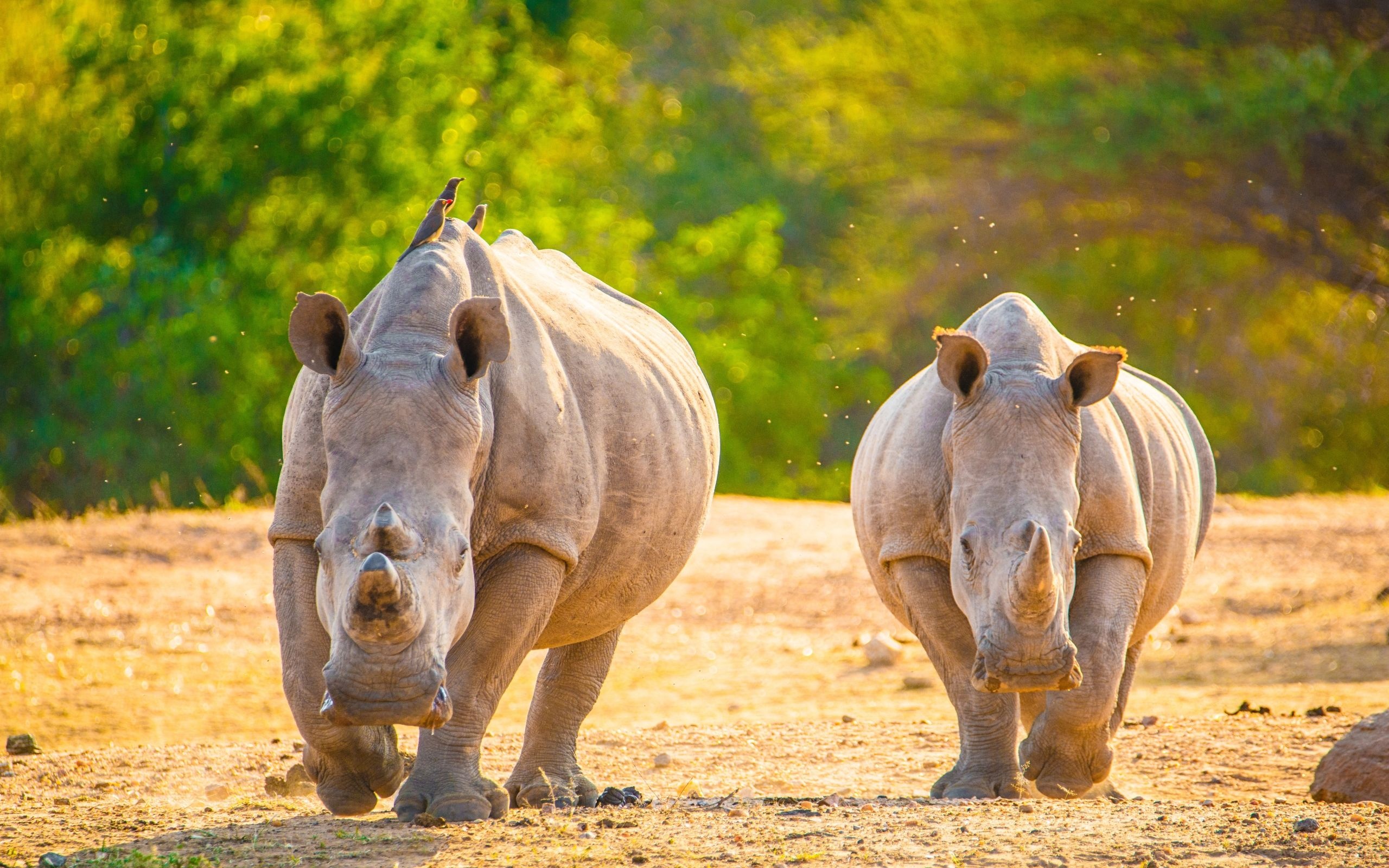 The Javan, Rhino Wallpaper, 2560x1600 HD Desktop