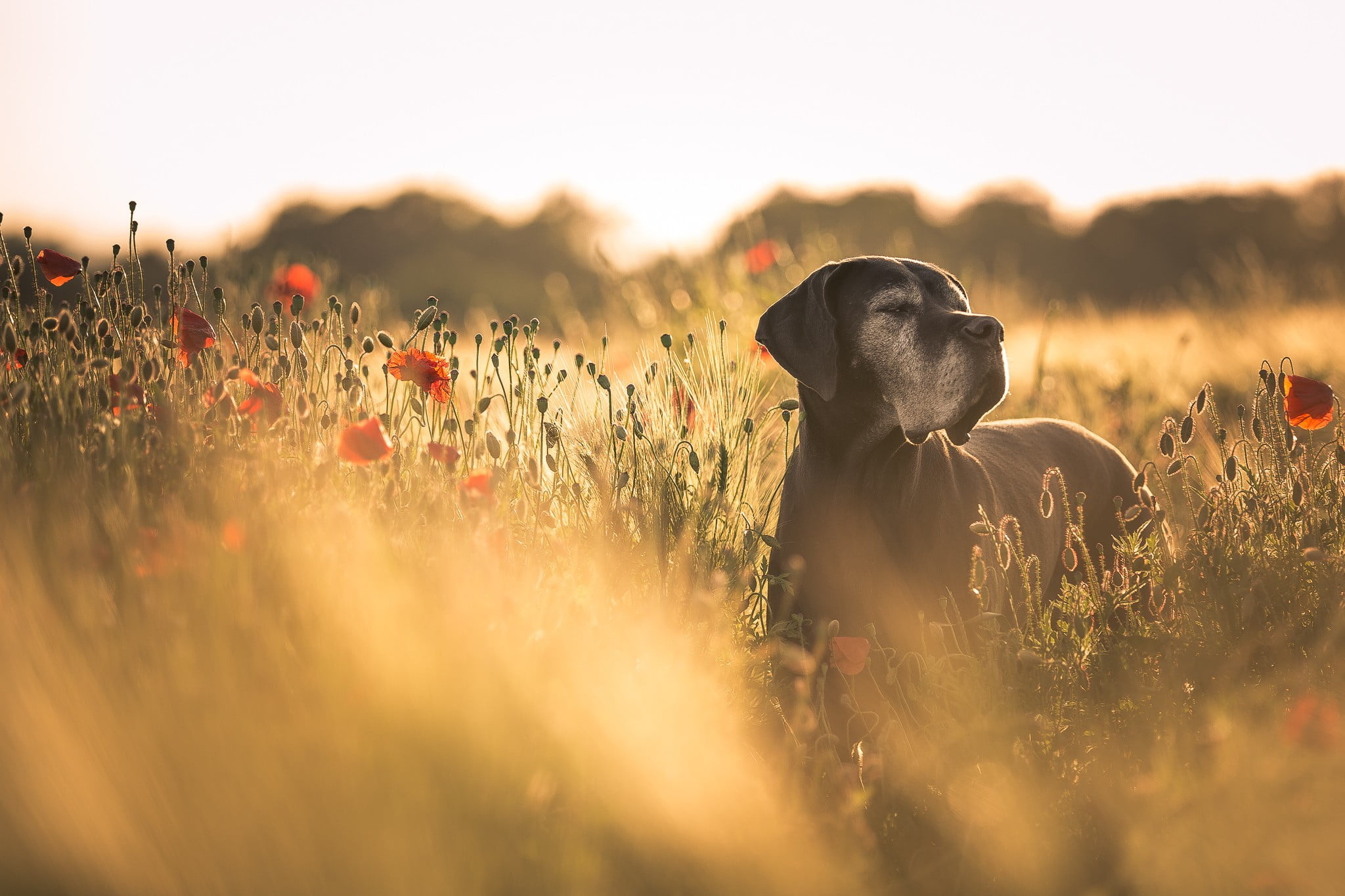 Adult black Great Dane, Field of flowers, Poppies backdrop, HD wallpaper, 2050x1370 HD Desktop