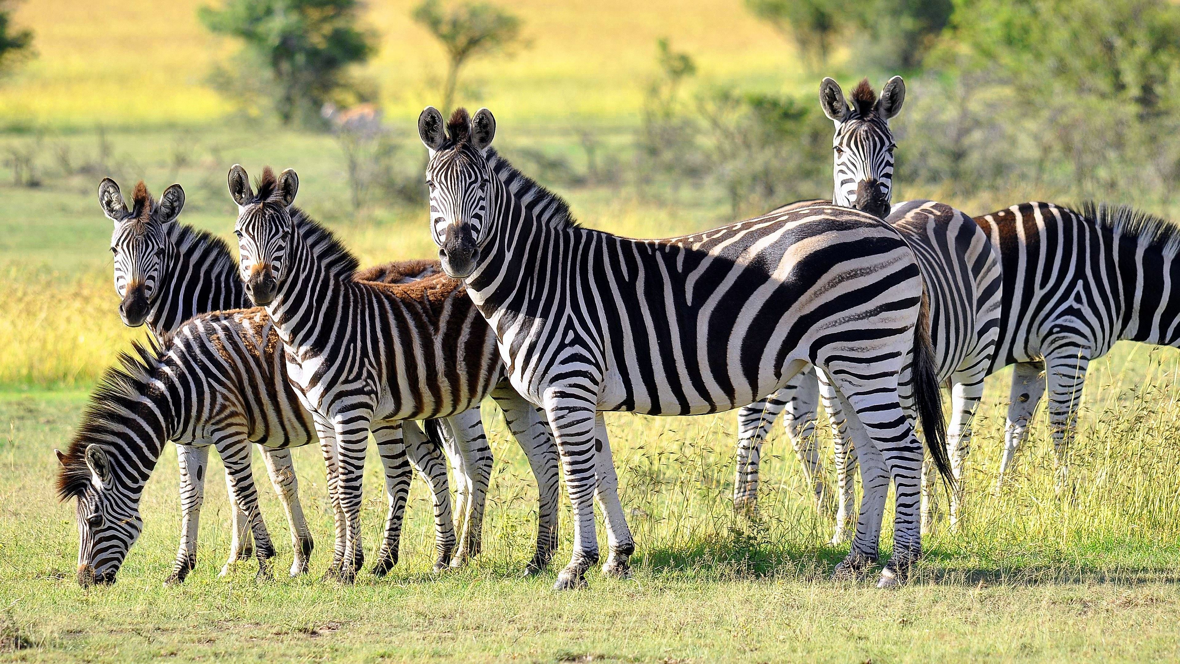 Herd, Zebras Wallpaper, 3840x2160 4K Desktop