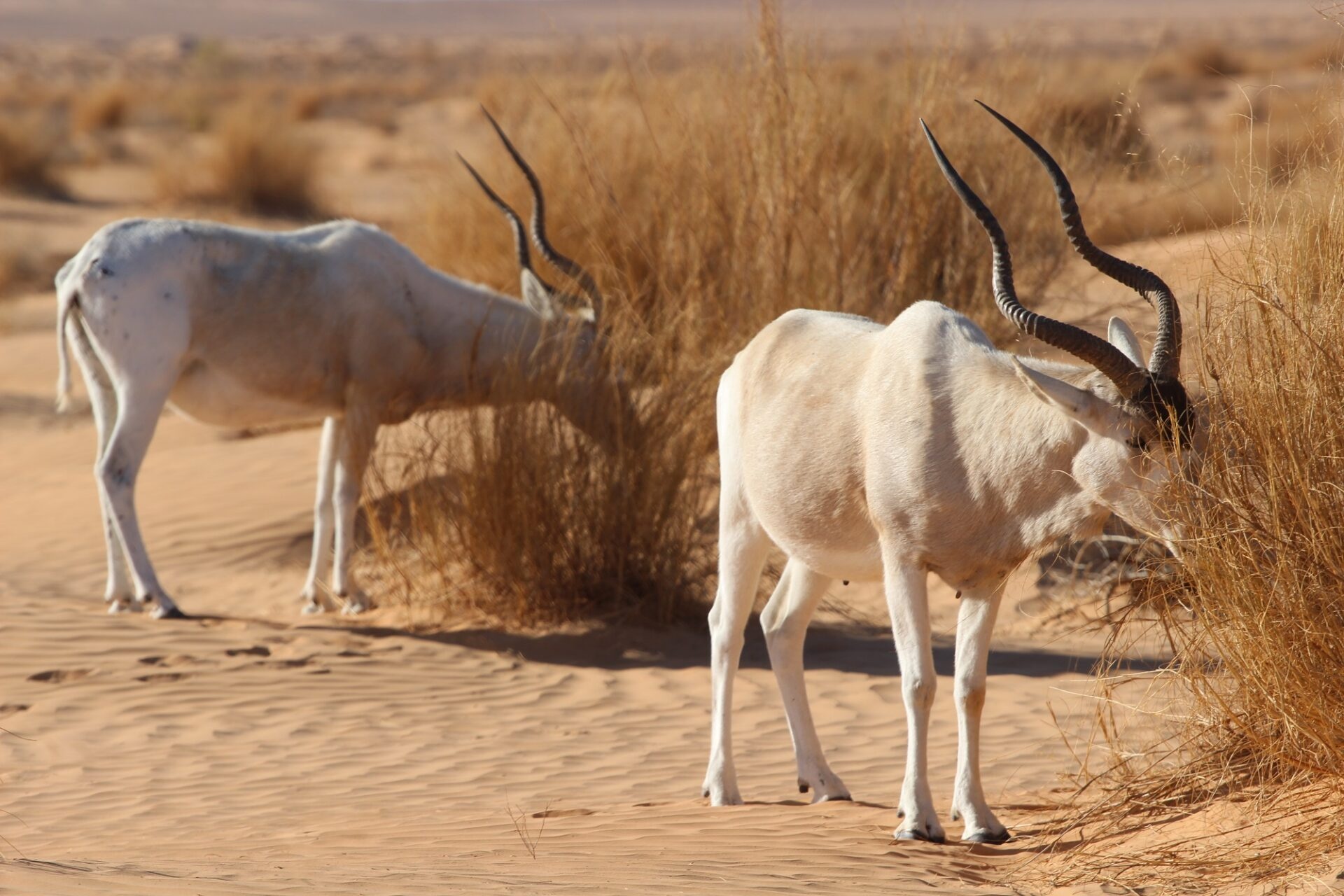 Addax, Marwell zoo, Visit, Nasomaculatus, 1920x1280 HD Desktop