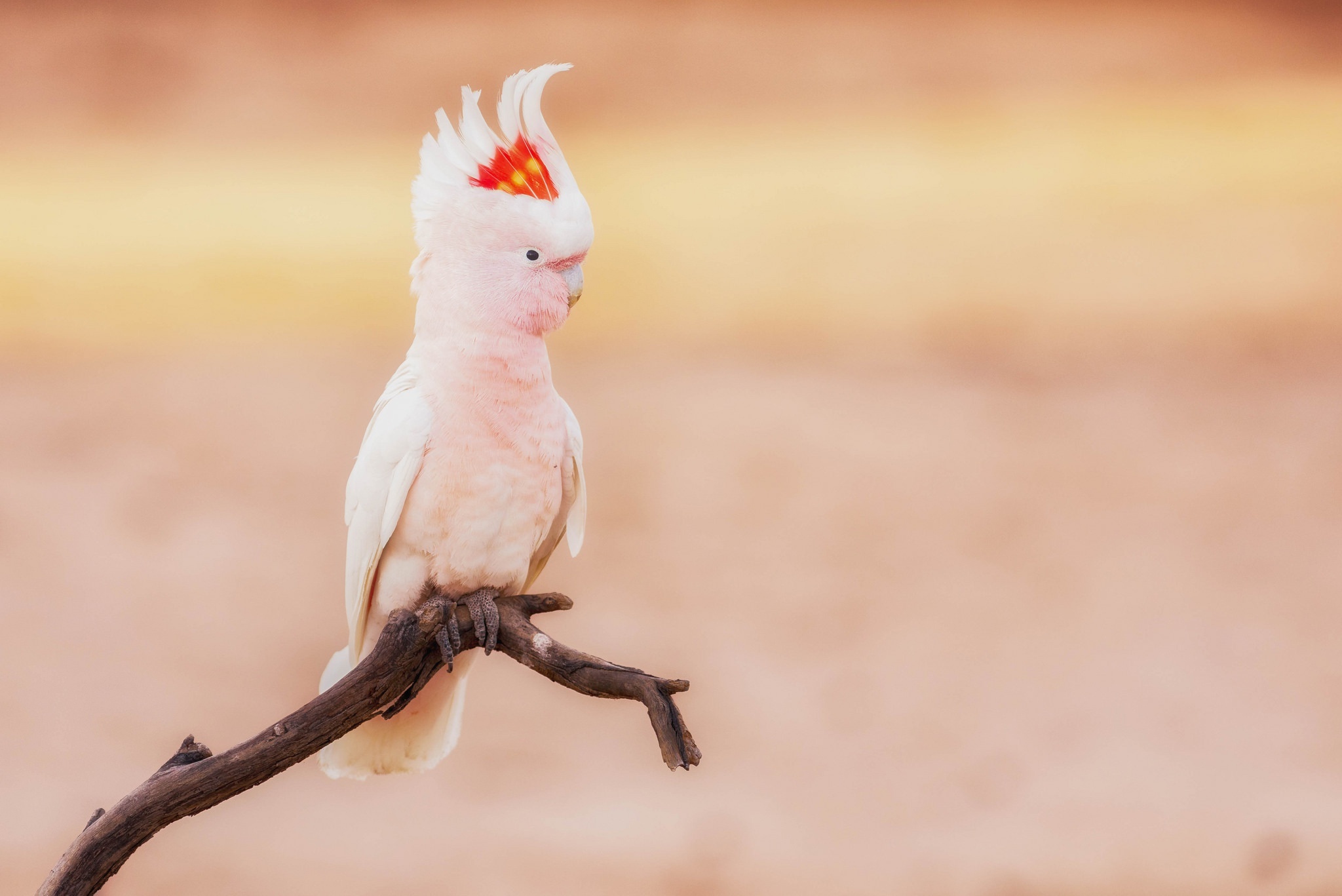 Colorful cockatoo, Majestic bird, HD background, 2050x1370 HD Desktop