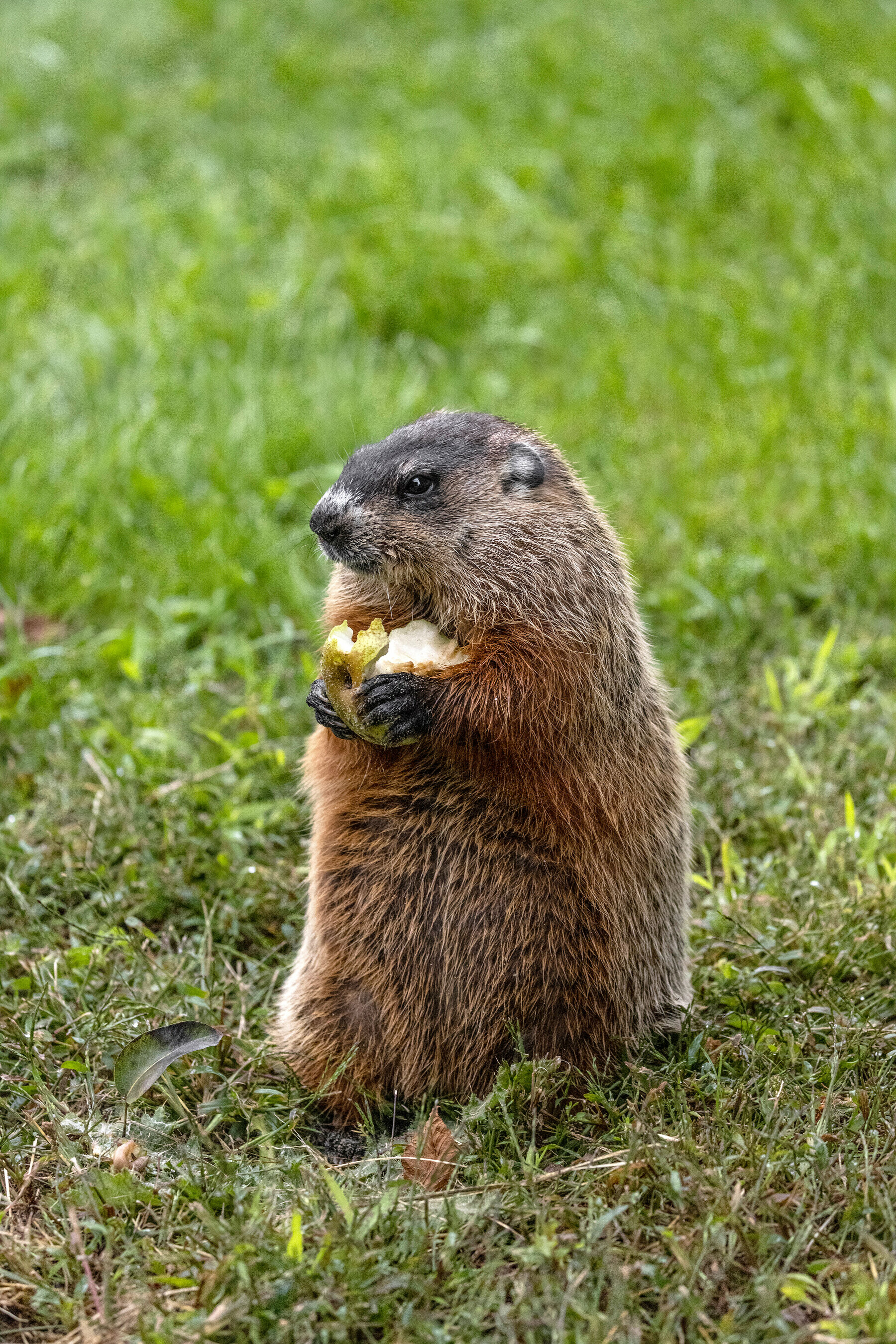 Groundhog, Groundhog Day Wallpaper, 1800x2700 HD Phone