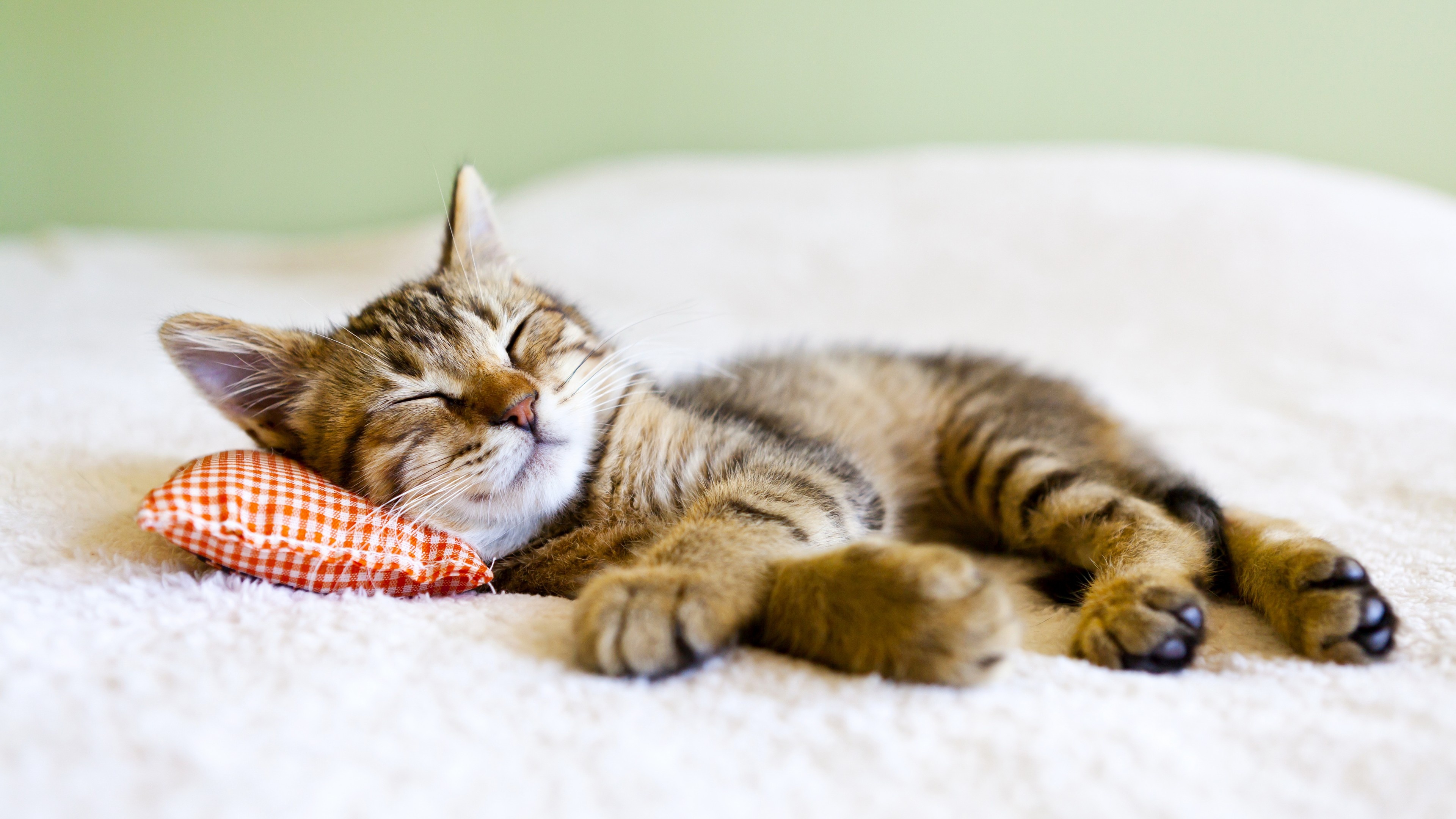 sleeping brown tabby kitten, orange checkered mini pillow, fluffy white blanket, 4K Desktop wallpaper