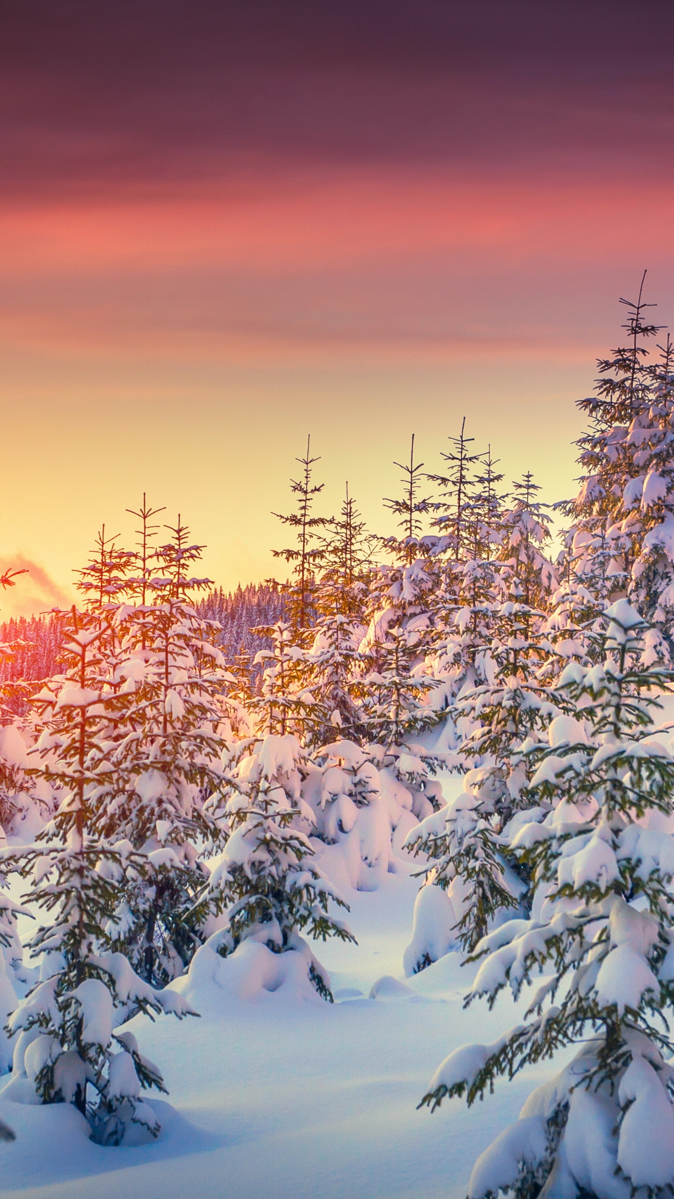 Snow-covered pines, Tranquil sunset, Winter beauty, Nature's serenity, 2160x3840 4K Phone