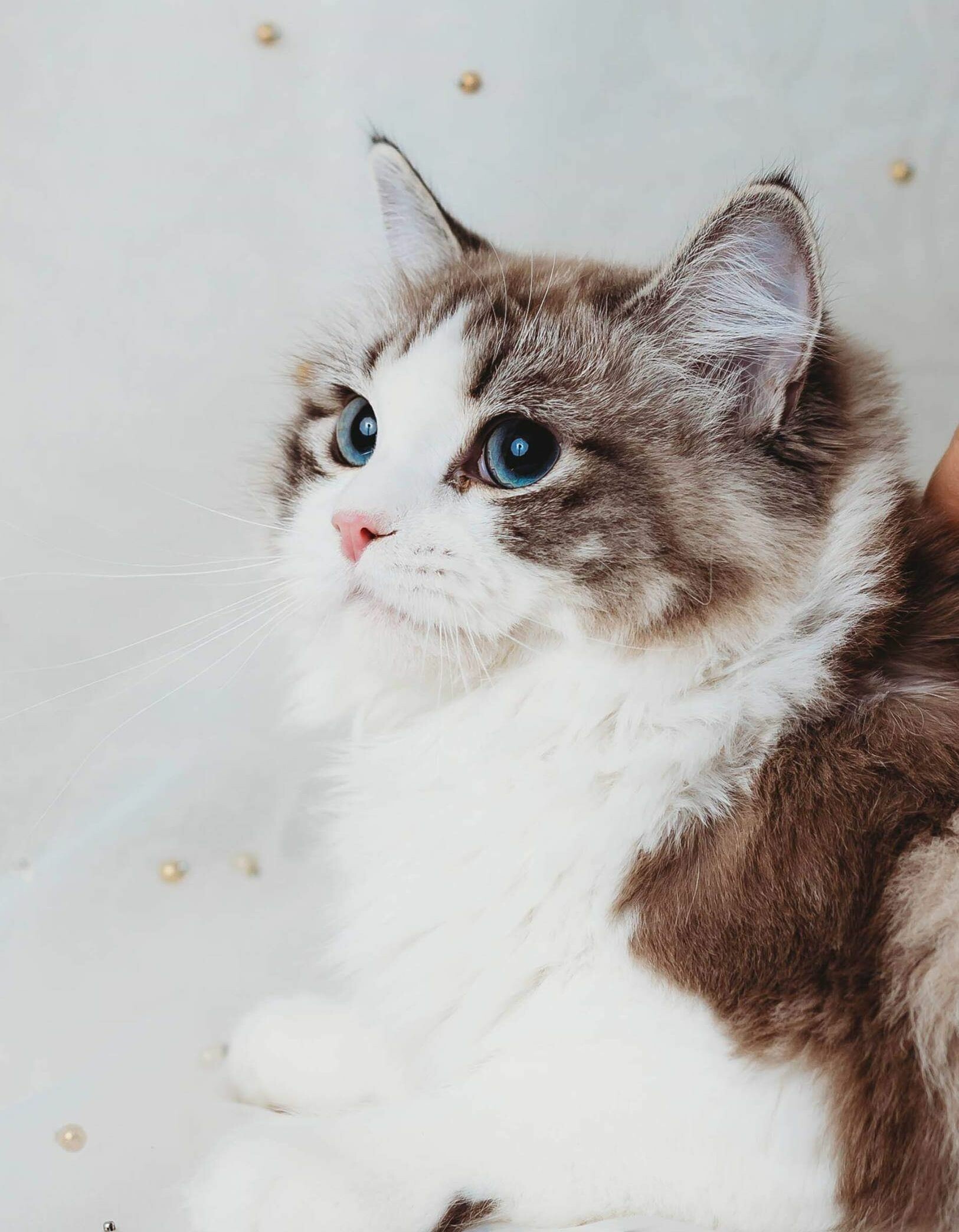 Ragdoll cat, Captivating kittens, Regal queens, Endearing beauty, 1630x2090 HD Phone