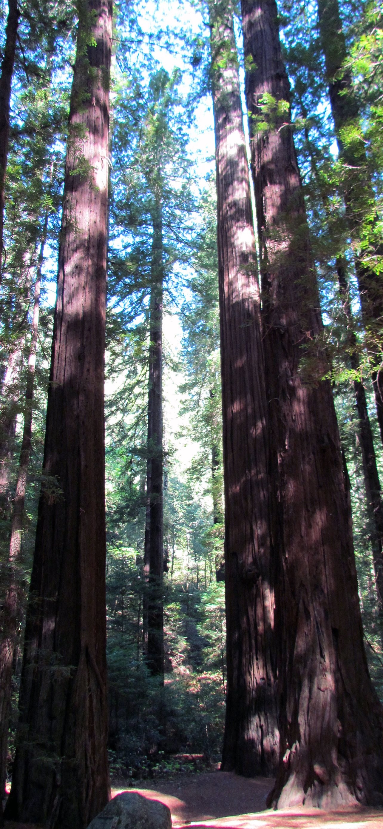 Redwood national park, State park beauty, iPhone wallpapers, Nature's wonder, 1290x2780 HD Phone