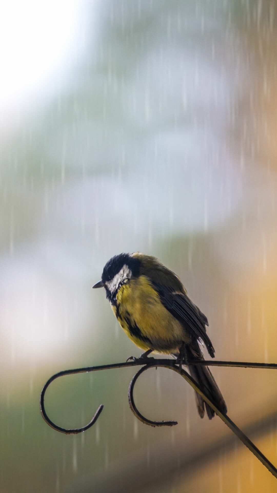 Great Tit, Rain Wallpaper, 1080x1920 Full HD Phone