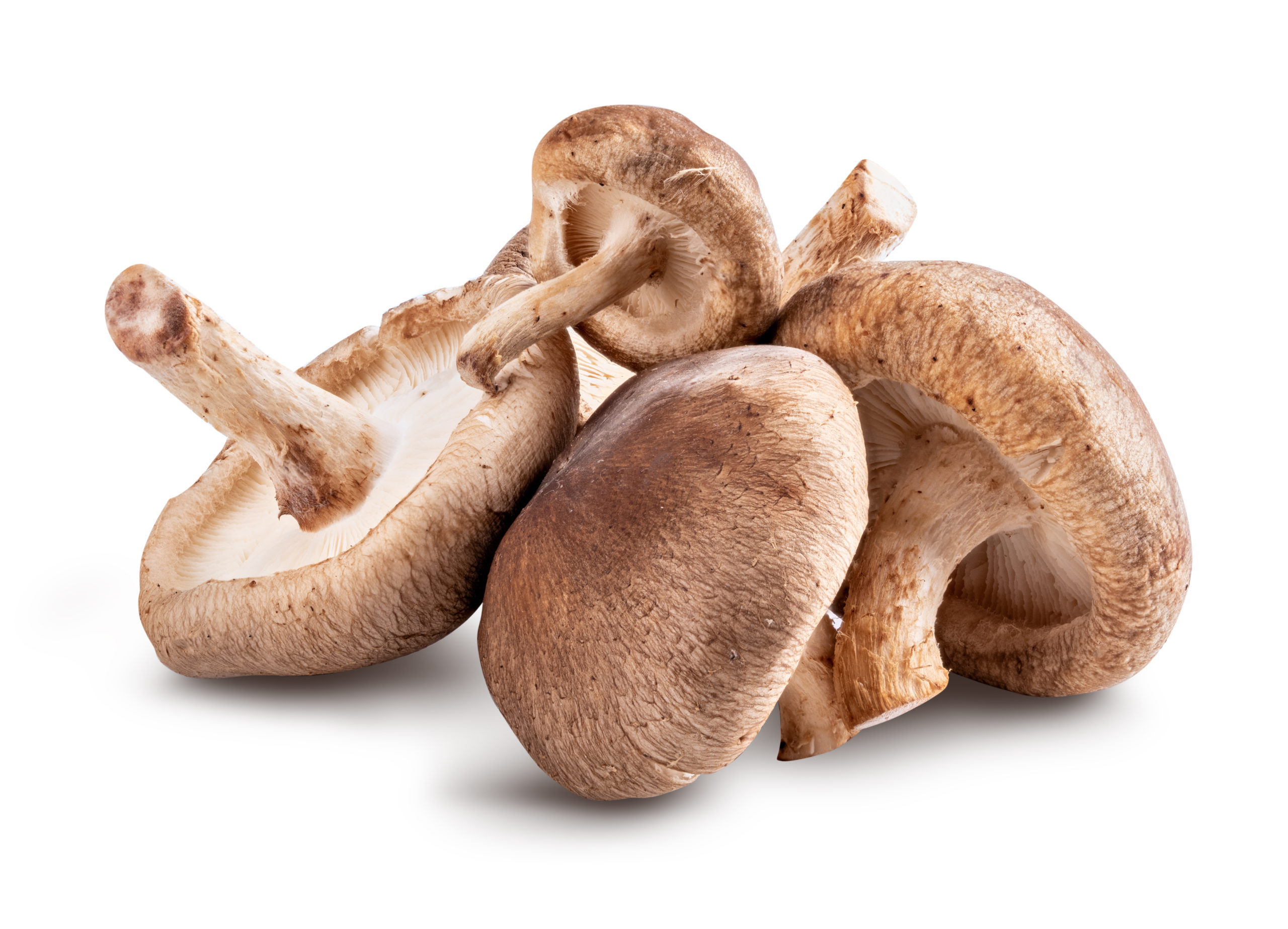 Shiitake mushroom, 8 oz, Walnut creek farm, Shiitake, 2560x1850 HD Desktop