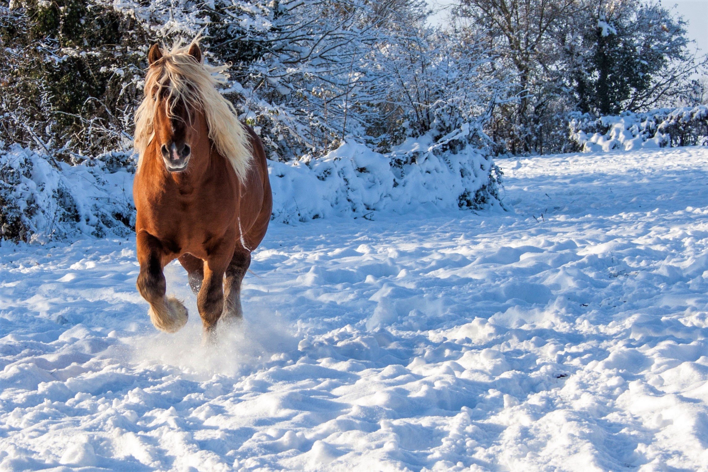 Horses in winter, Snow-covered fields, Majestic beauty, Winter's grace, 2300x1540 HD Desktop