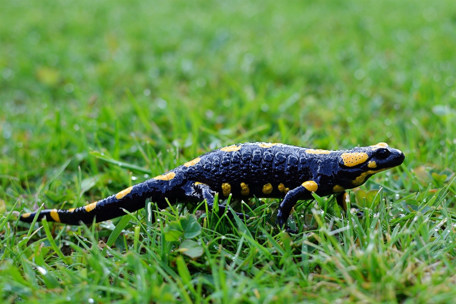 Vibrant salamander colors, Intricately designed creatures, Unique animal wallpapers, Nature's beauty, 1920x1280 HD Desktop