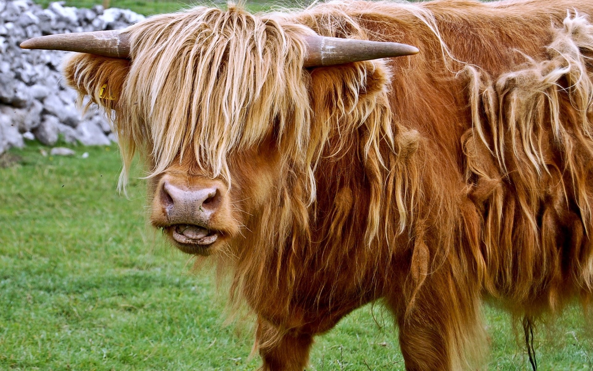 Yak wallpapers, Majestic animal, Unique background, Mountain scenery, 1920x1200 HD Desktop