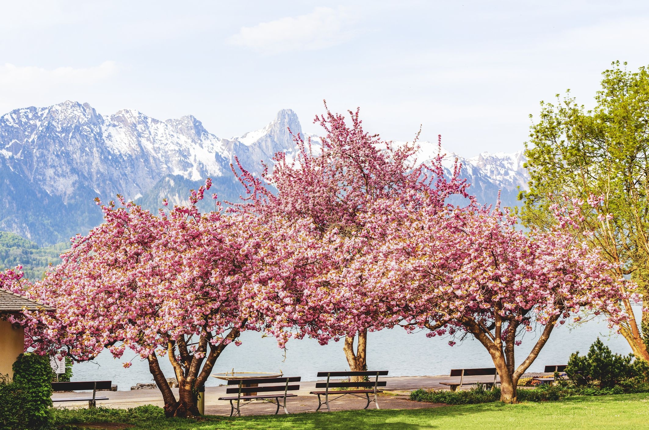 Blooming pink sakura trees, Snow-capped Alps mountains, Lakeside park with benches, HD Desktop wallpaper