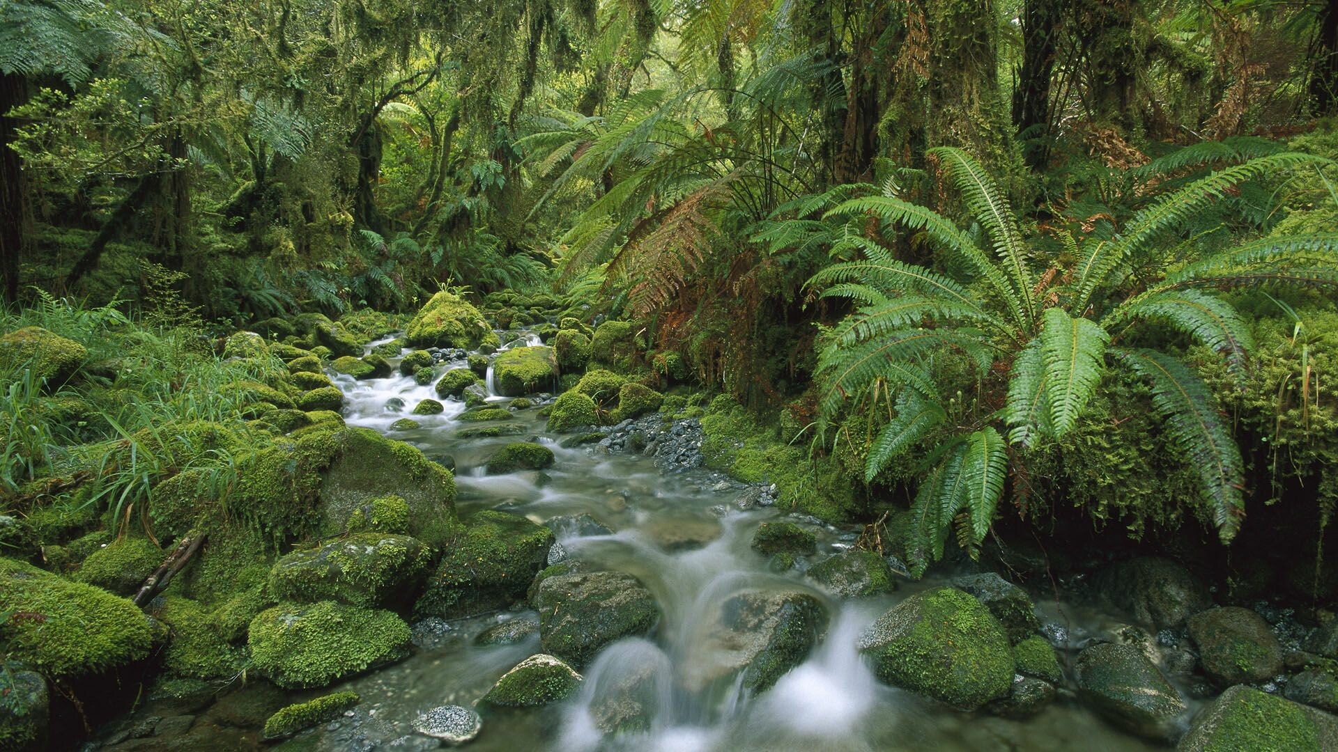 Majestic landscapes, New Zealand wonders, Pristine national parks, Temperate rainforest, 1920x1080 Full HD Desktop