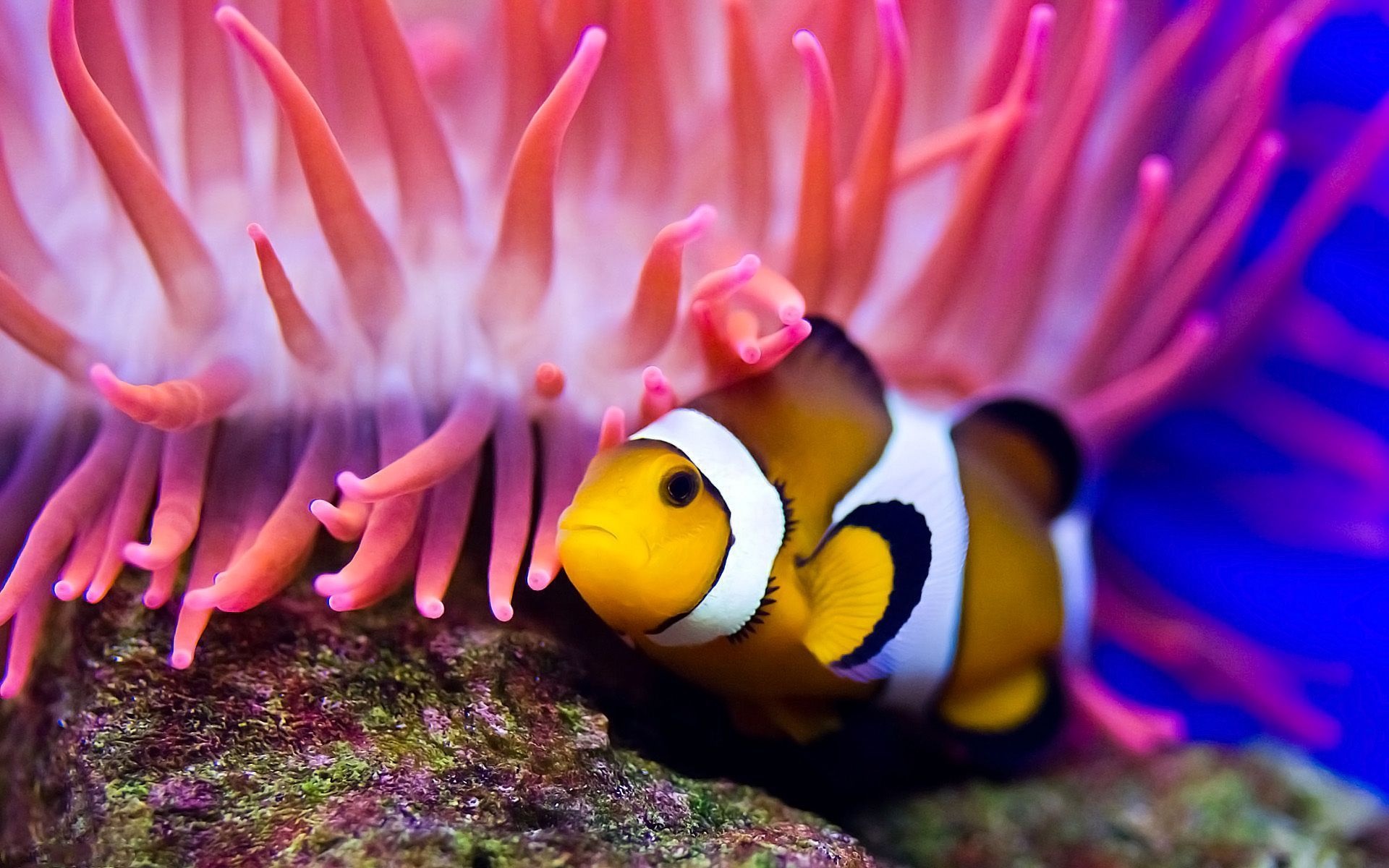Clown Fish, HD wallpapers, Background images, Clown fish illustrations, 1920x1200 HD Desktop