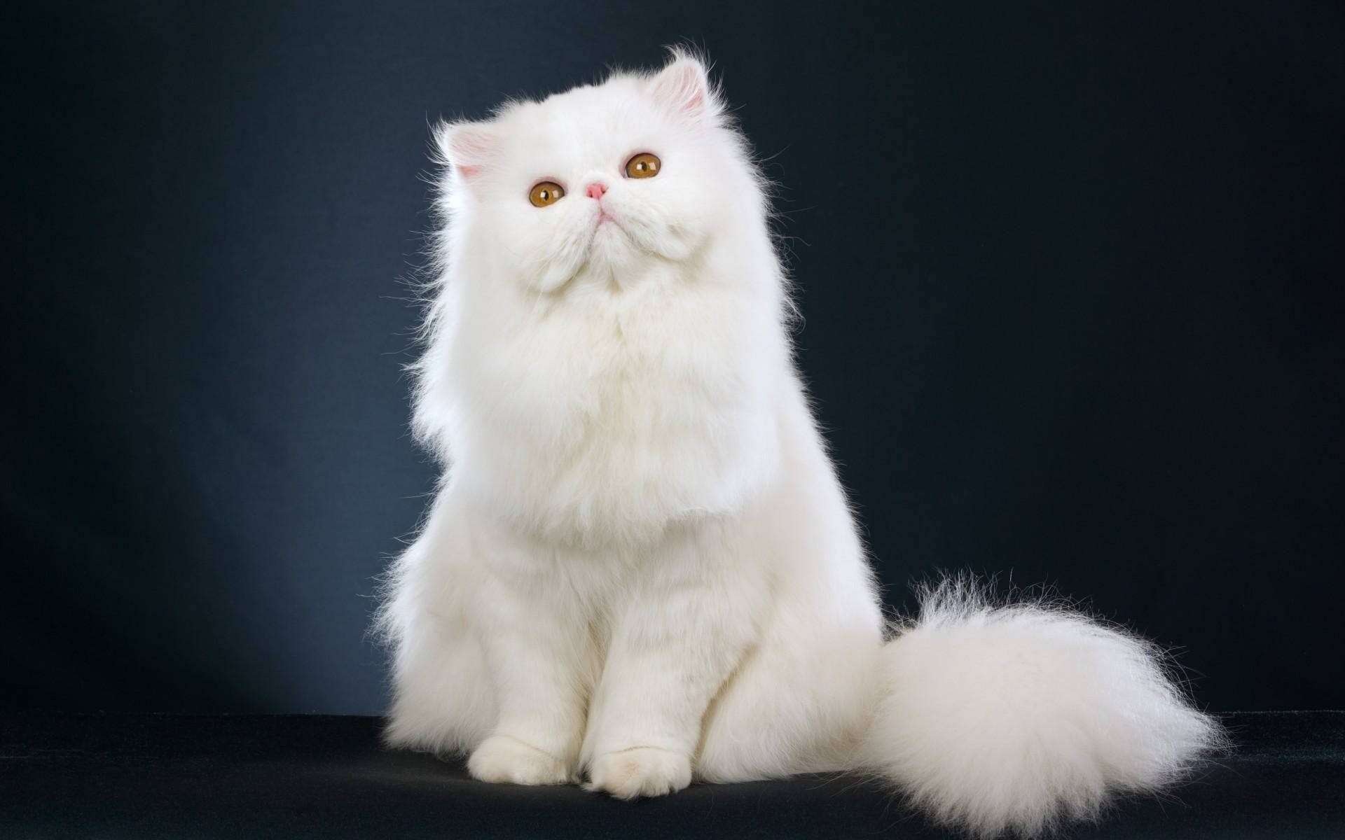 Persian cat wallpapers, Elegant feline beauty, Stunning cat photography, Perfect for backgrounds, 1920x1200 HD Desktop