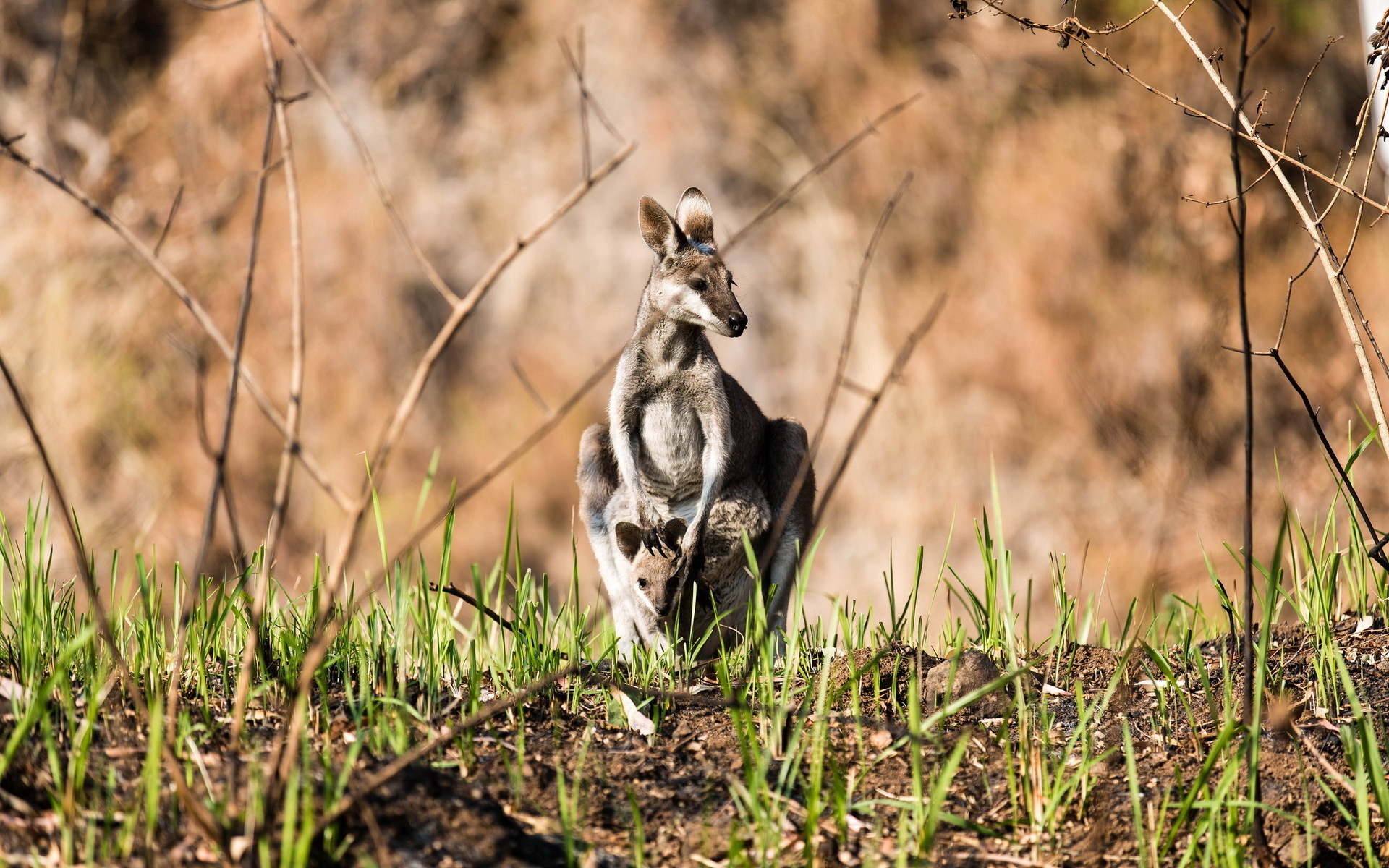 Kangaroo desktop wallpaper, HD 50453 px, Kangaroo, 1920x1200 HD Desktop