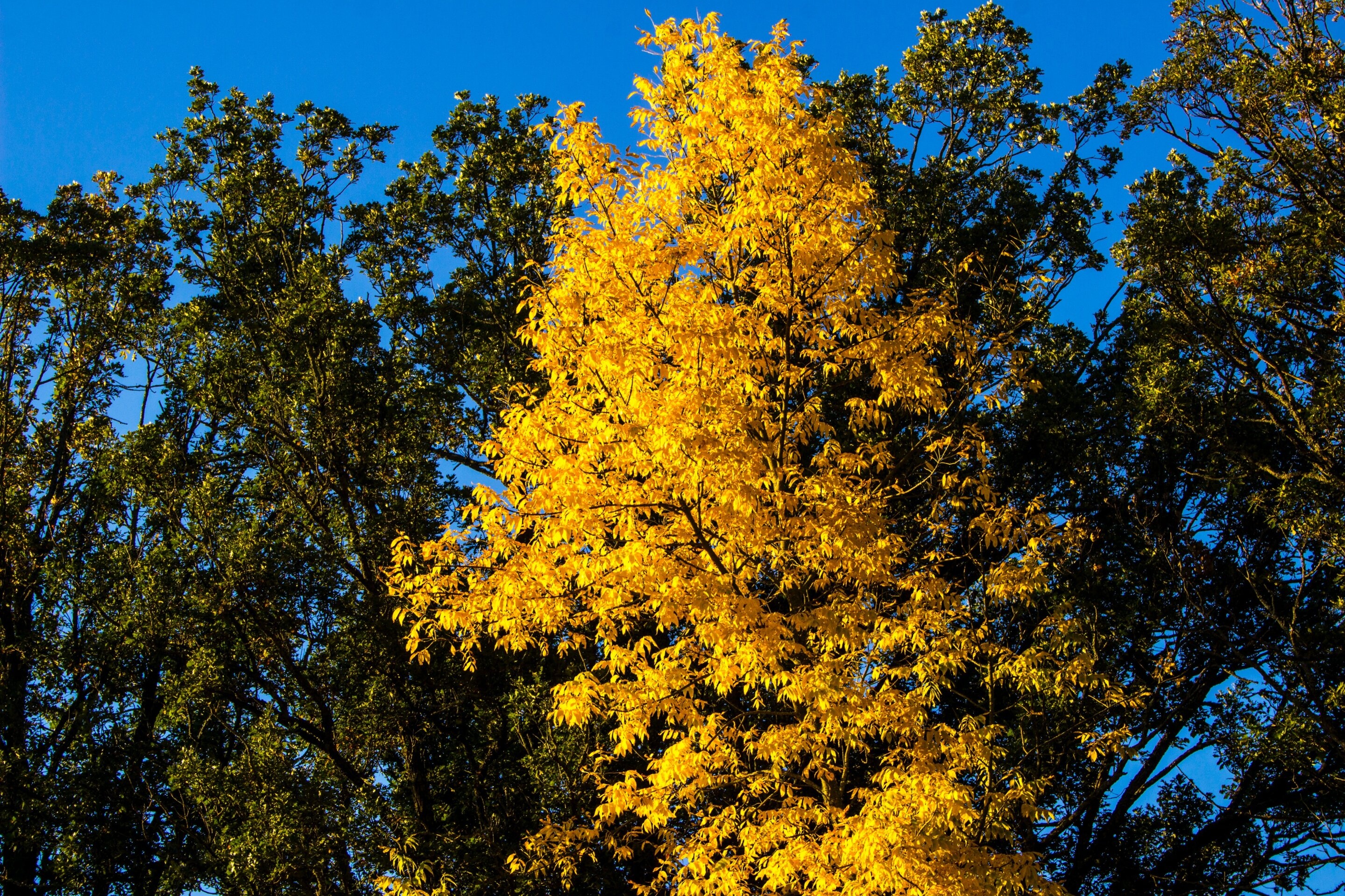 Ash Tree, Resilient climate, Warming climate, Tree's resilience, 2880x1920 HD Desktop