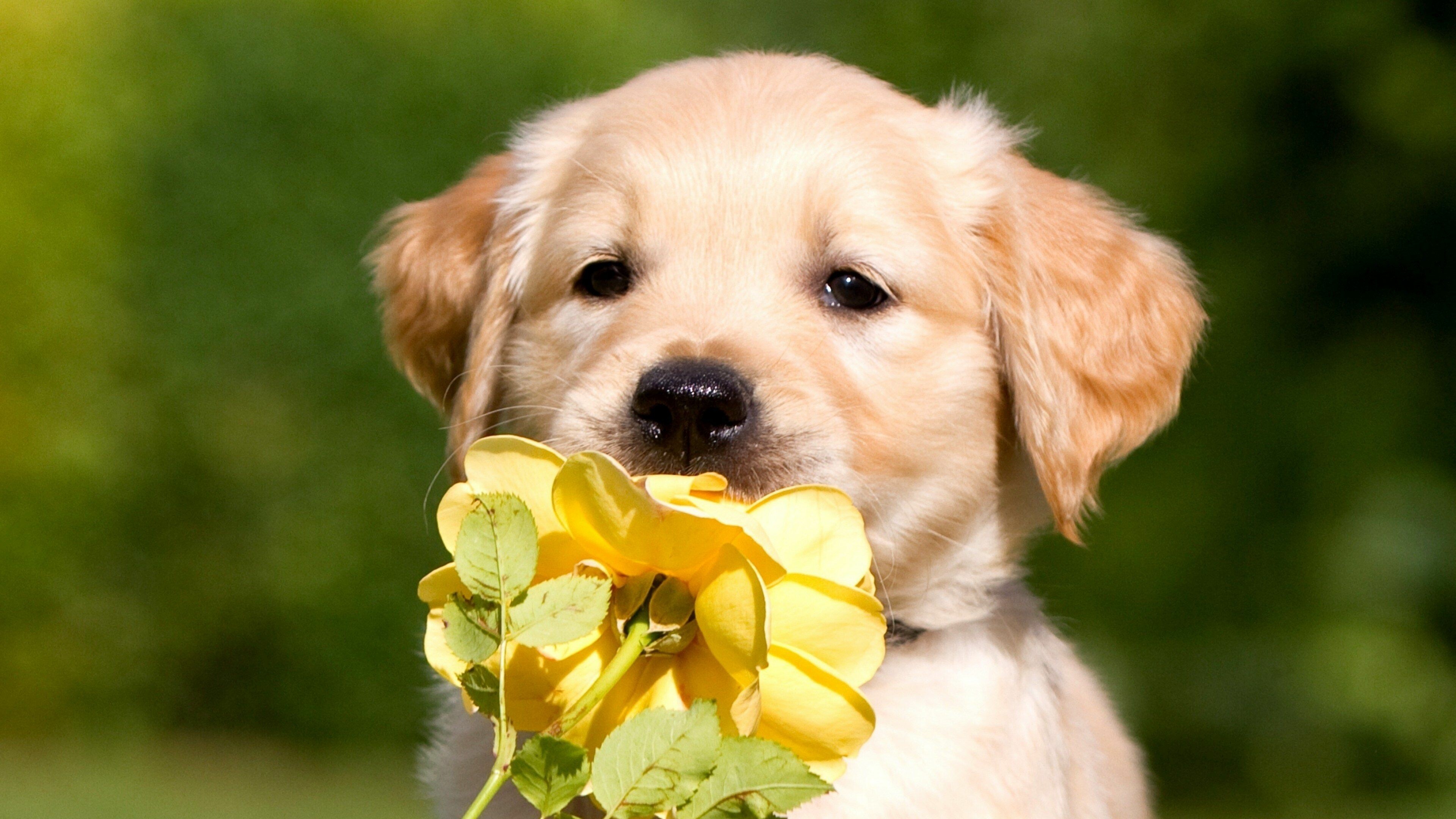 Flower, Labrador Retriever Wallpaper, 3840x2160 4K Desktop