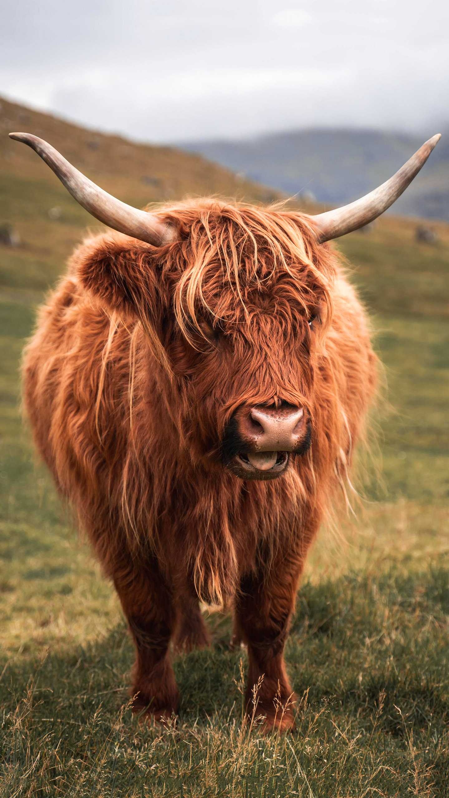 Brown cow beauty, Unique coat color, Aesthetic wallpaper, Natural beauty, 1440x2560 HD Phone