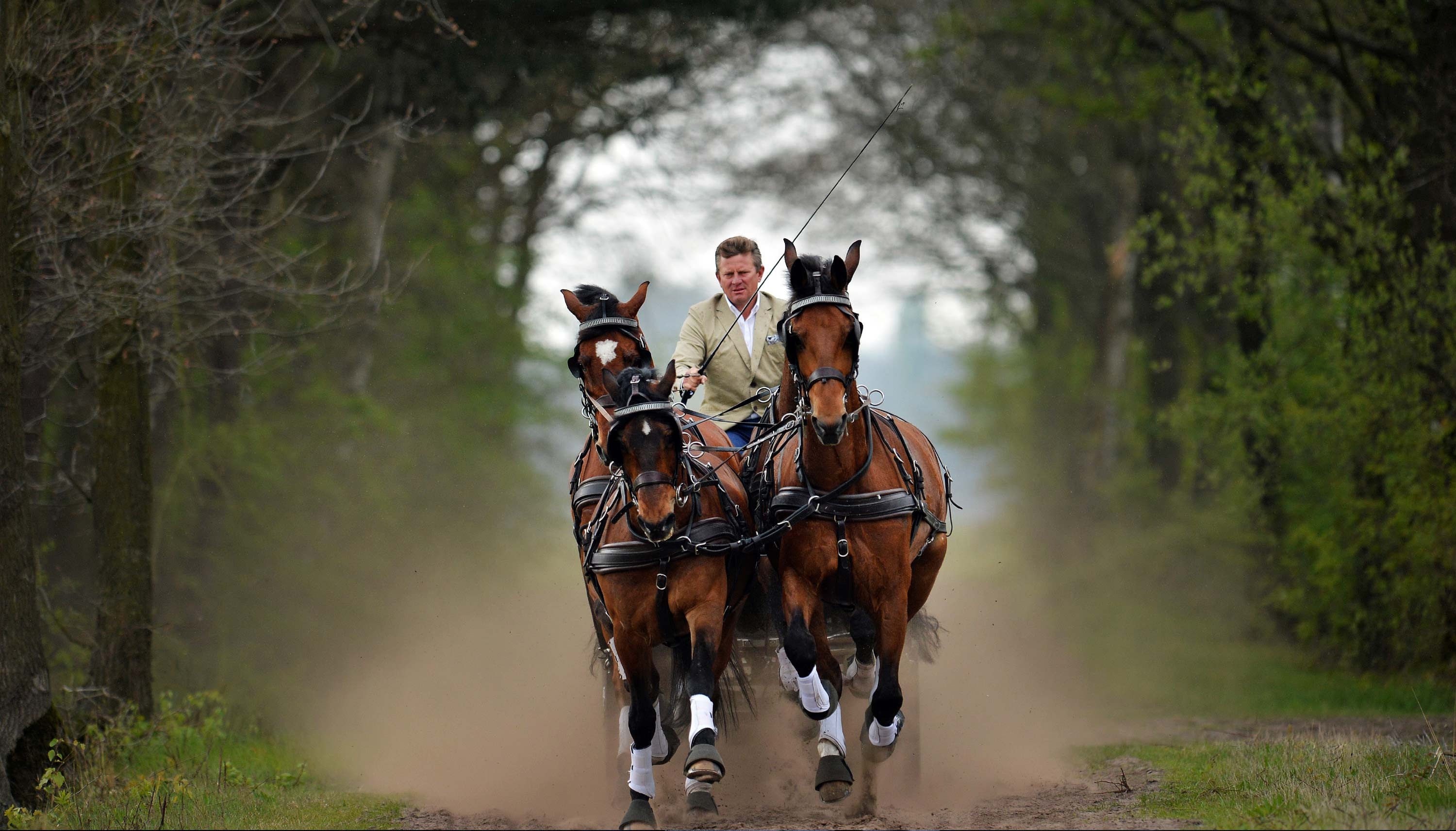 Carriage Driving, Boyd exell, Sports, Background, 3000x1720 HD Desktop