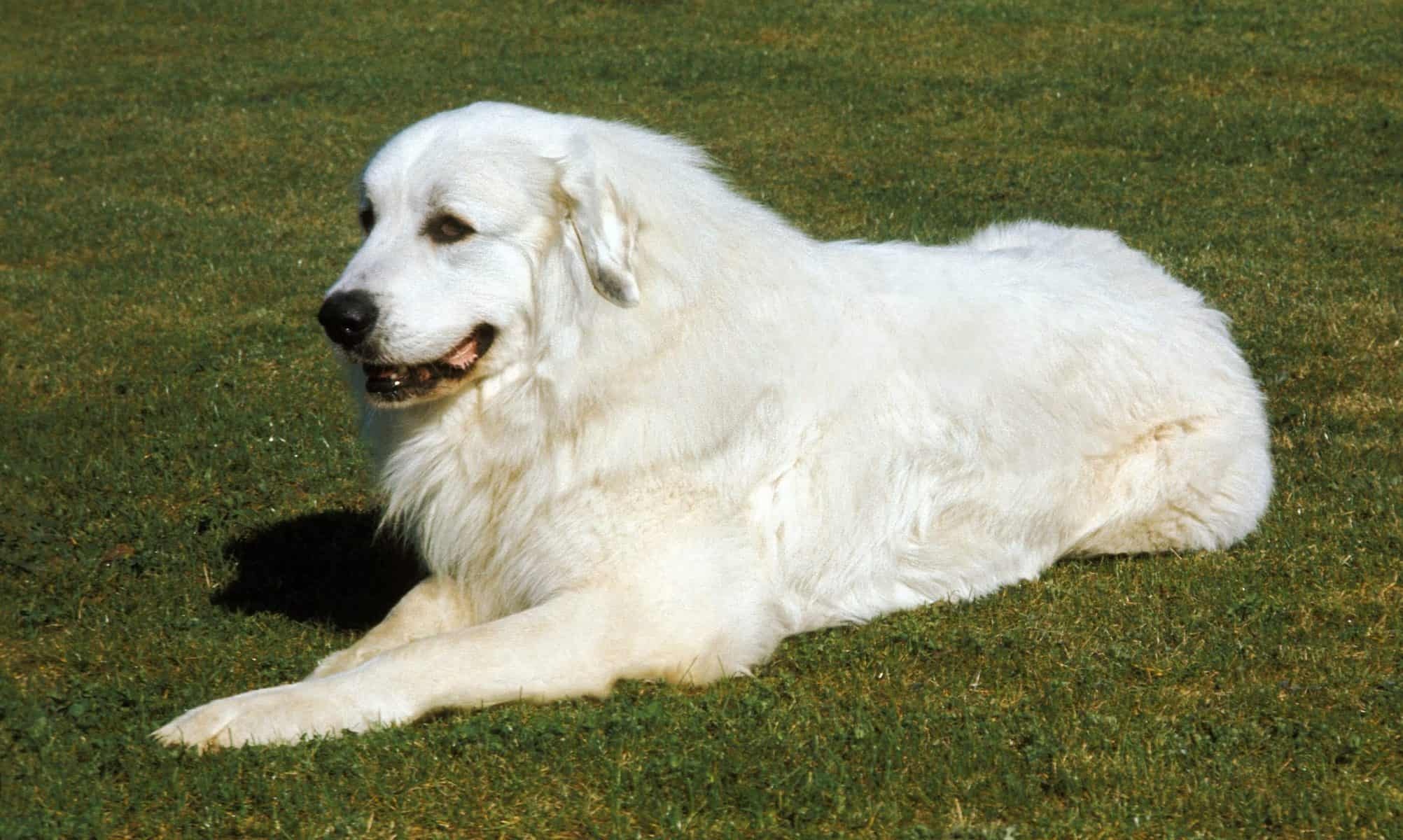 Great Pyrenees Mixes, Best Great Pyrenees, K9 Web, 2010x1200 HD Desktop