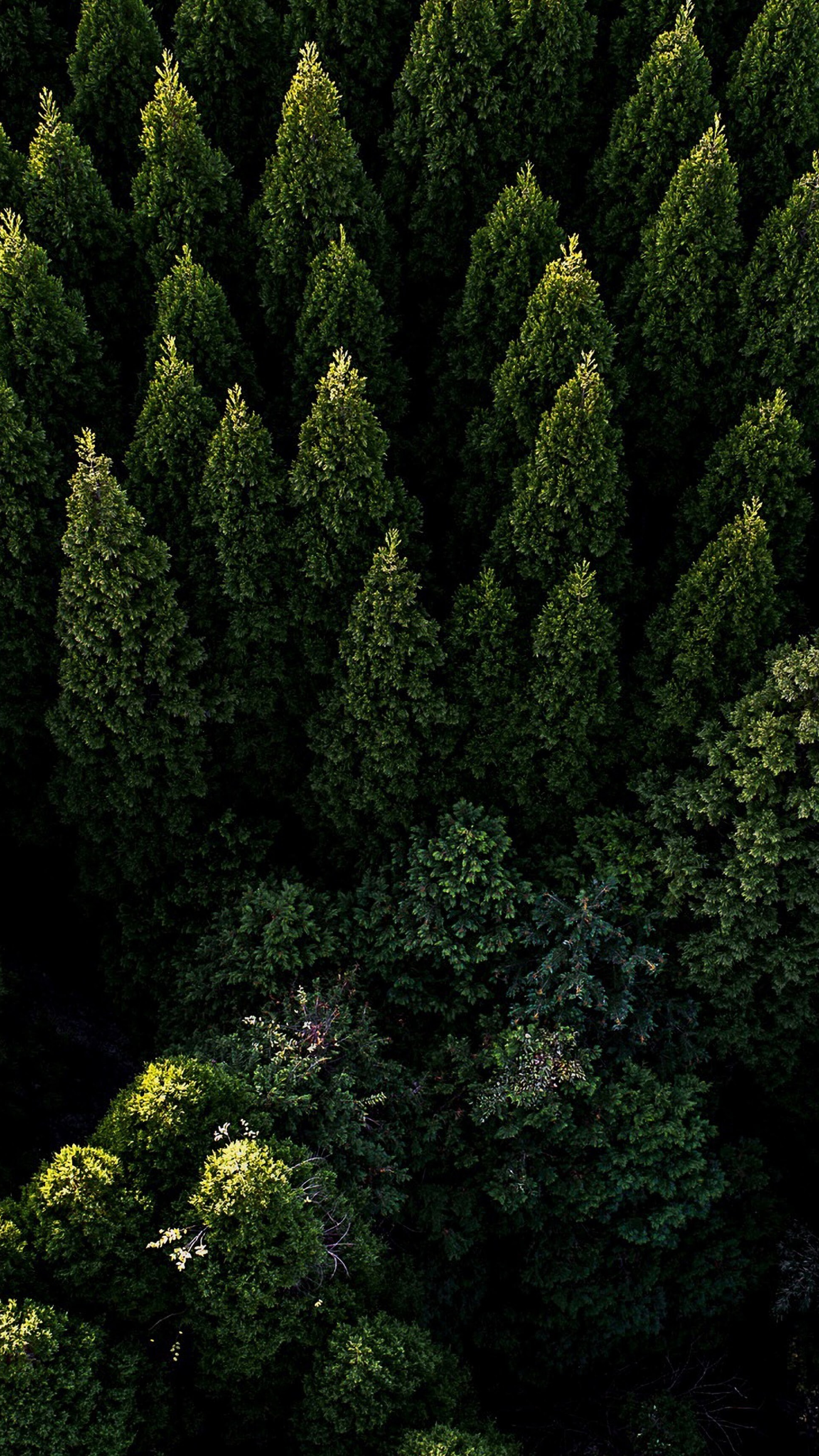 Aerial view of forest, Majestic scenery, Nature's grandeur, Breath-taking panorama, 2160x3840 4K Phone