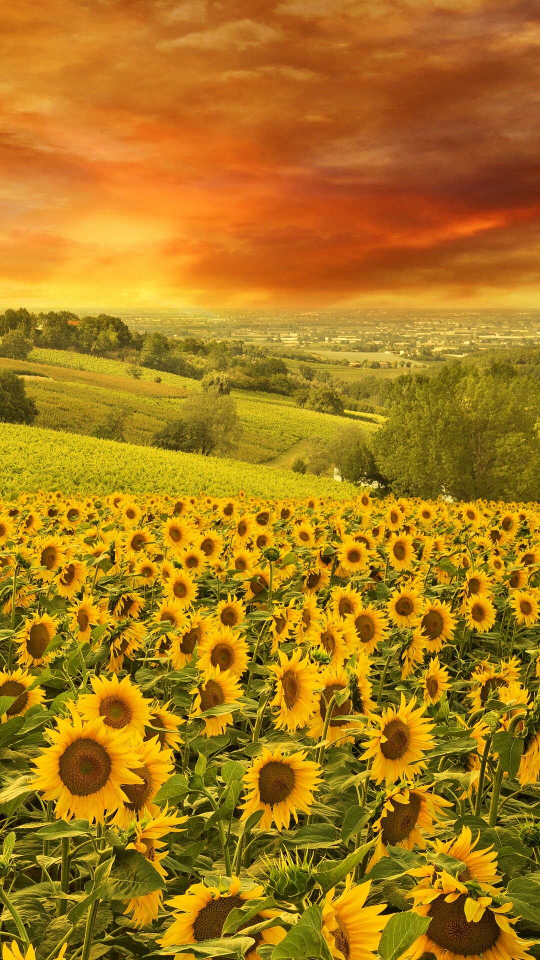 Earth's sunflower, Nature's marvel, Vibrant petals, Unique beauty, 1080x1920 Full HD Phone