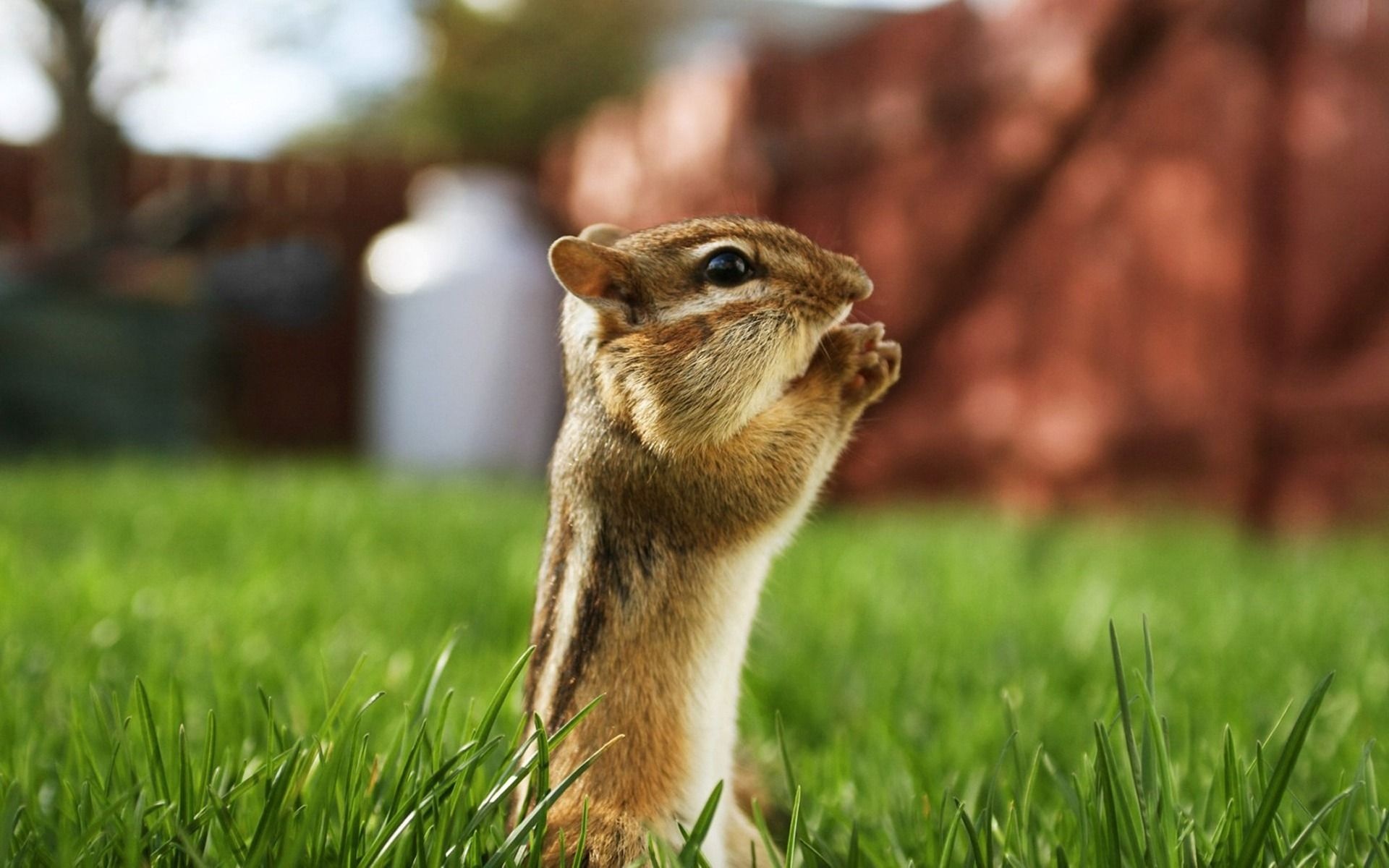 Playful squirrel, Furry companion, Nature's acrobat, Tree climber, 1920x1200 HD Desktop