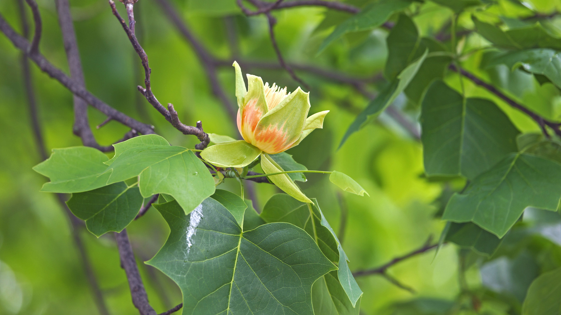 Tuliptree, Flower Bed in the Sky, 1920x1080 Full HD Desktop