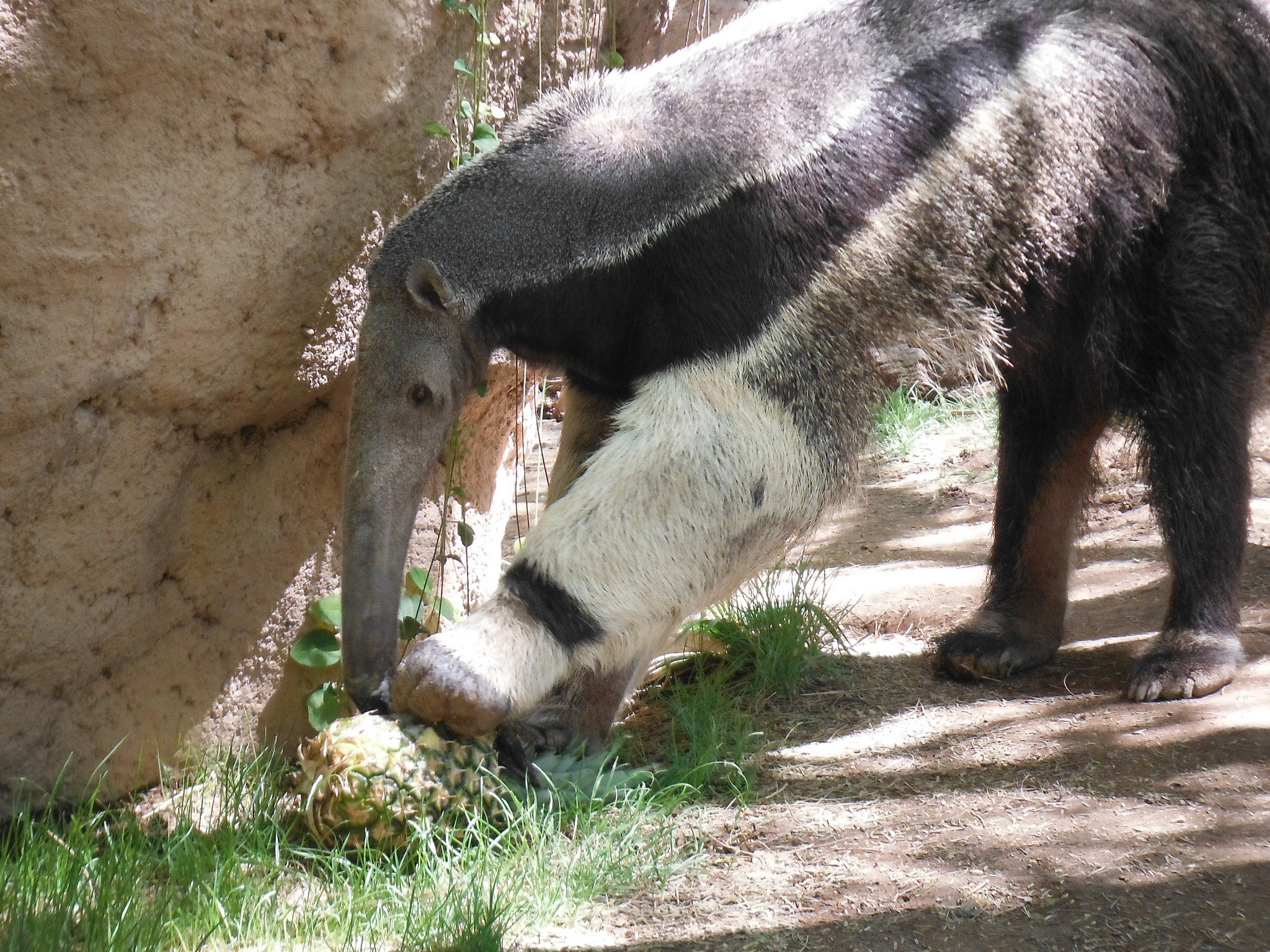 Giant anteater, Reid park zoo, Anteater, Zoo animals, 2050x1540 HD Desktop