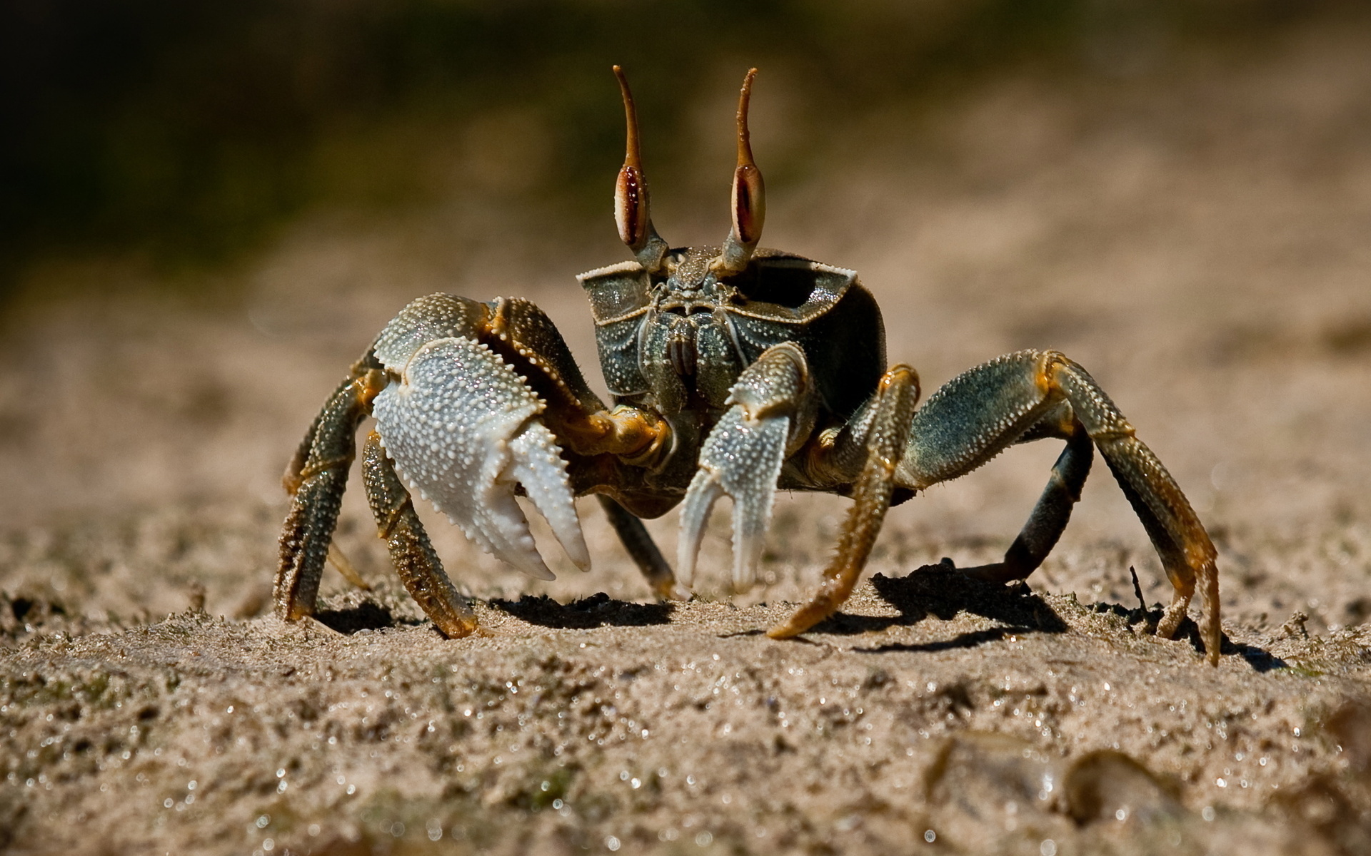 Crab, Yellow crab, On the sand, 1920x1200 HD Desktop