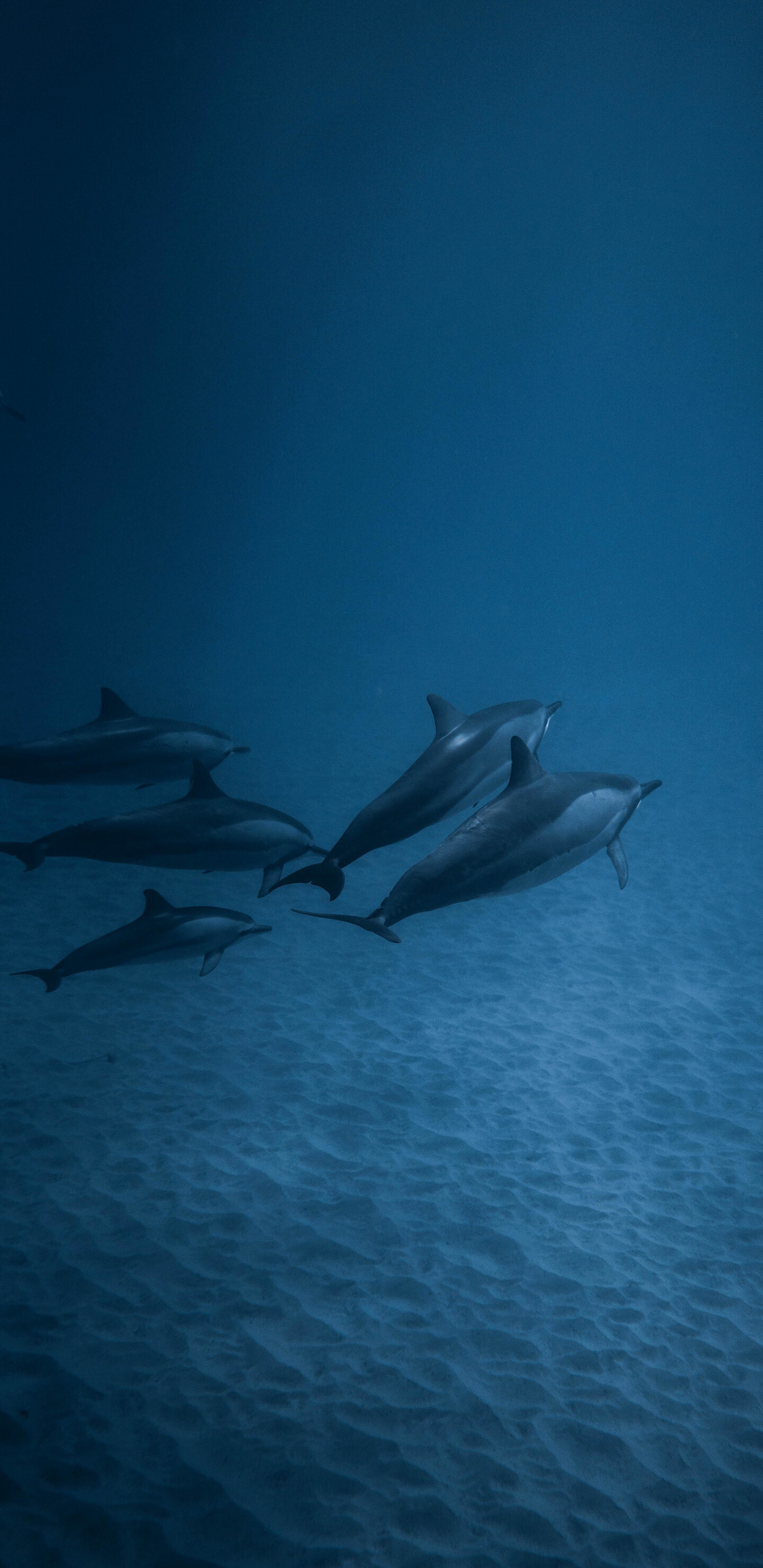 Dolphins in underwater paradise, Colorful fish companions, Wallpaper for Samsung Galaxy, High-definition image, 1440x2960 HD Phone