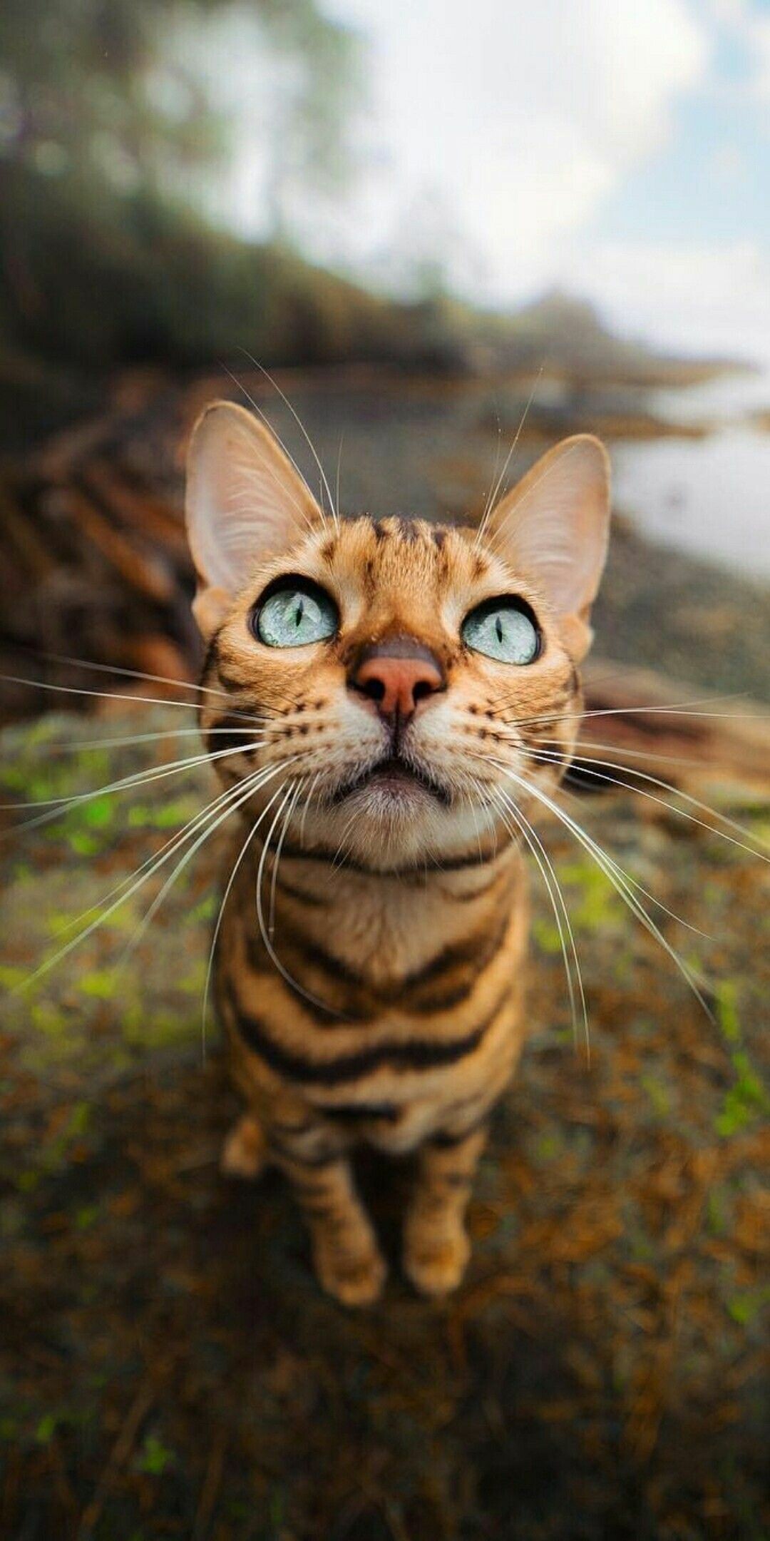 Whiskers, Bengal Cats Wallpaper, 1080x2160 HD Phone