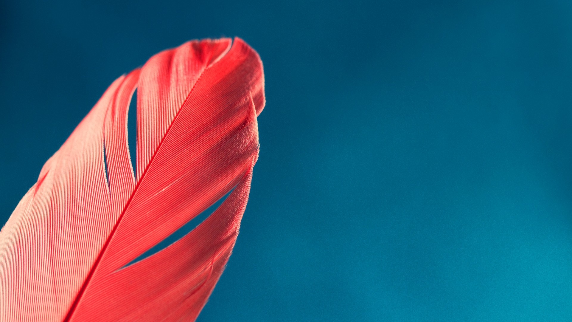 Feather close-up, High-resolution image, HD background, Detailed photography, 1920x1080 Full HD Desktop