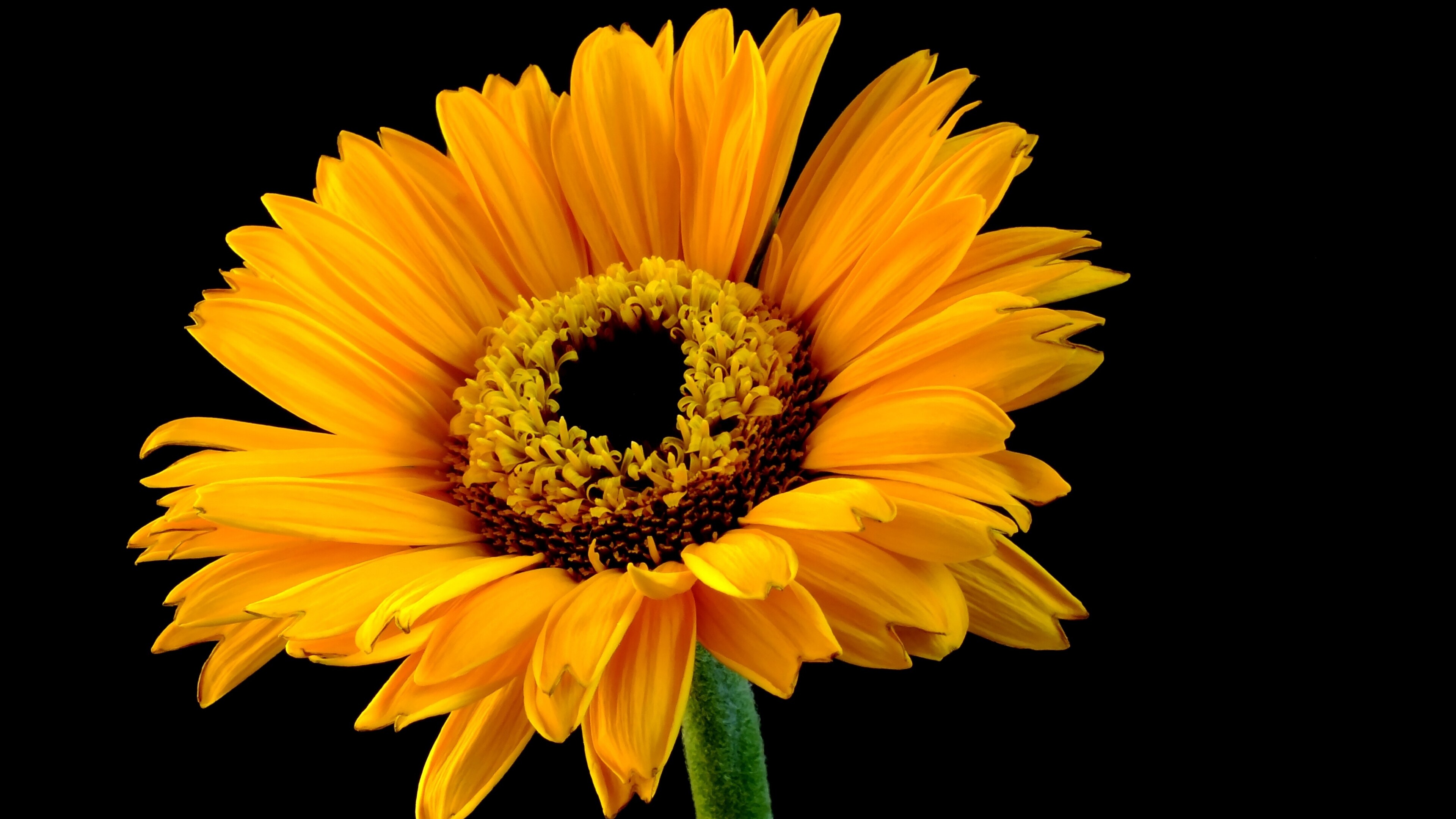 Close-up, Sunflowers Wallpaper, 3840x2160 4K Desktop