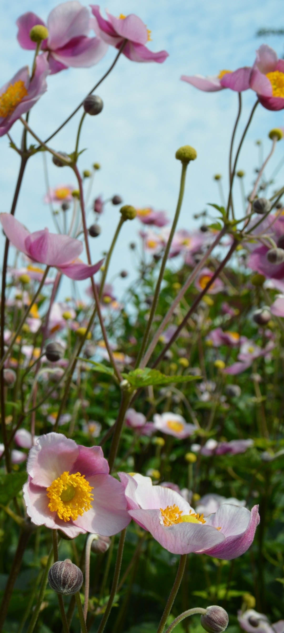 Pink Japanese anemones, Unopened flower buds, Pale blue sky, HD Phone wallpaper