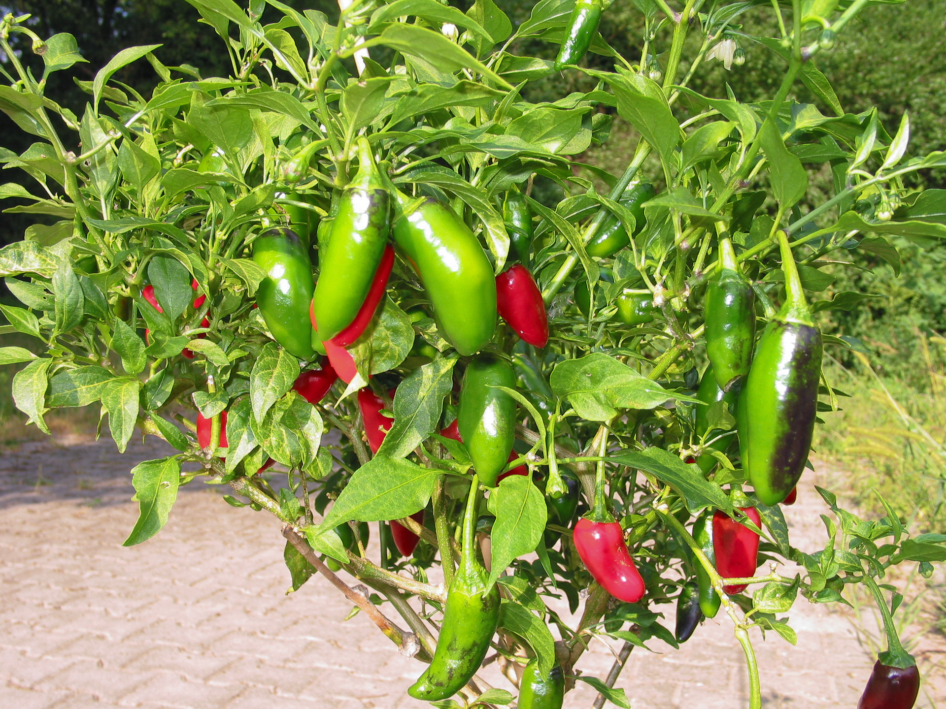 Capsicum annuum, Chilisorte ethnobotanik, 1920x1440 HD Desktop